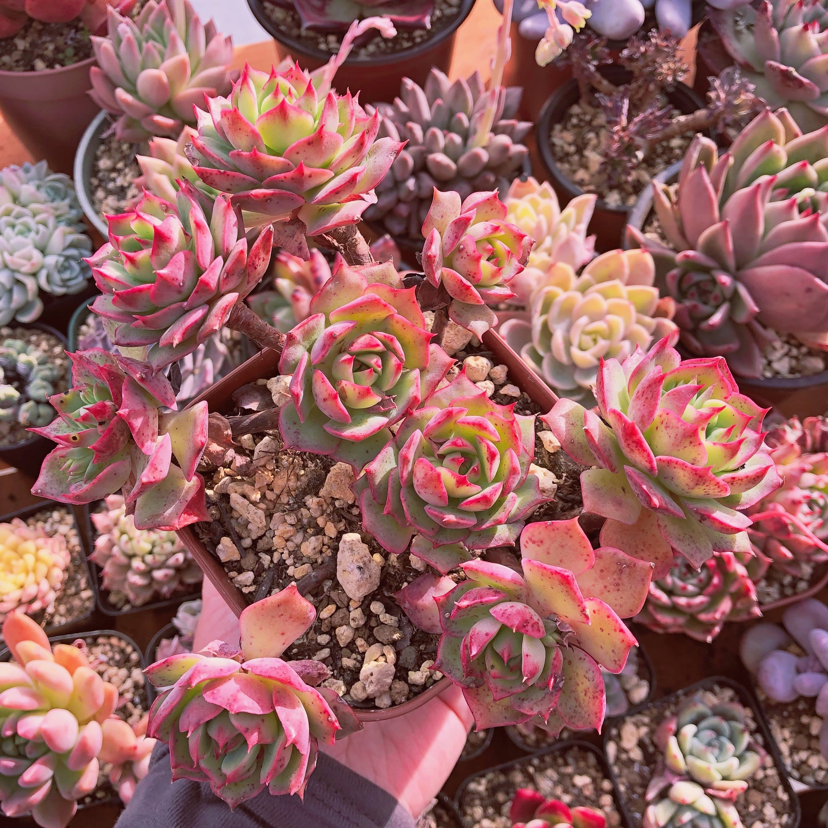 多肉植物　カプチーノ    特大群生　抜き苗