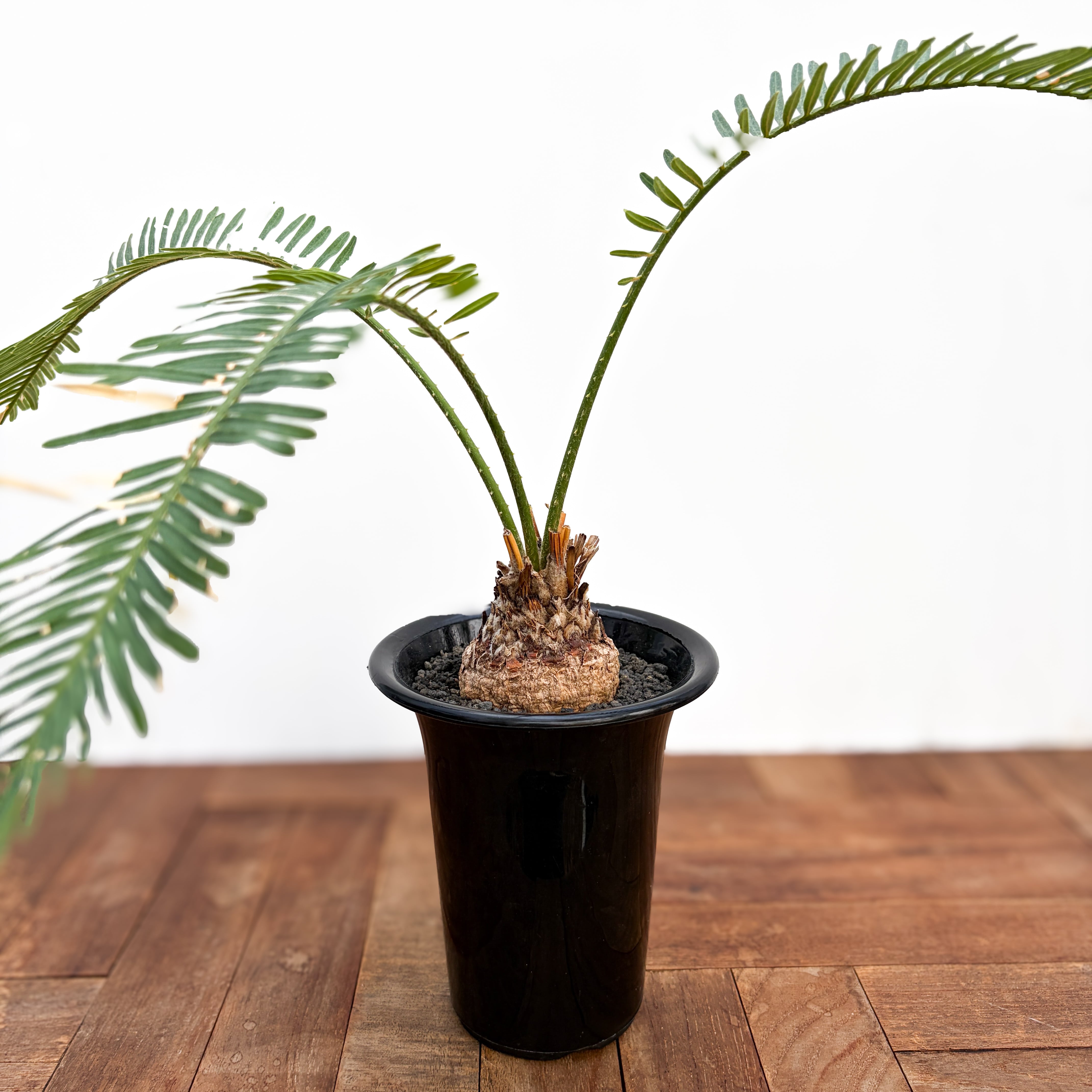 Copiapoa alticostata【コピアポア・アルチコスタータ・実生】 | PAY ID