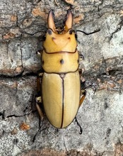 【WD】《オキピタリスノコギリ亜種astericus 27mm ペア》