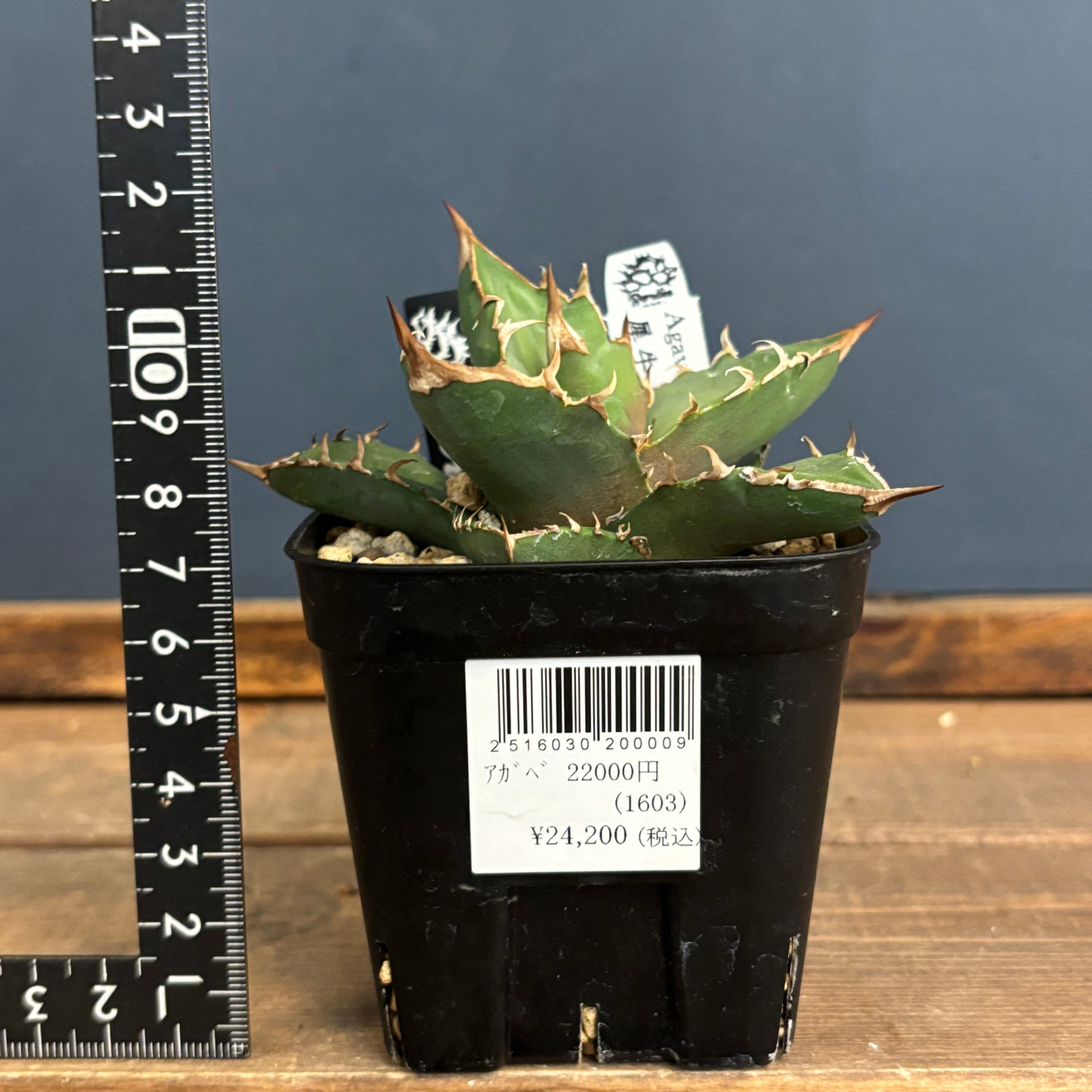 アガベチタノタ　Ｒ　大株　牛乳植物 アガベ チタノタ R agave titanota R | mana's farm:塊根植物・