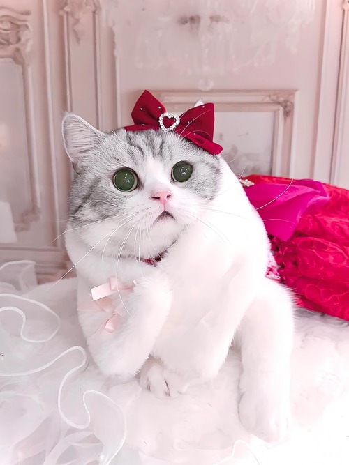 Faux fur rabbit collar(ラビットフェイクファーのマフラー)