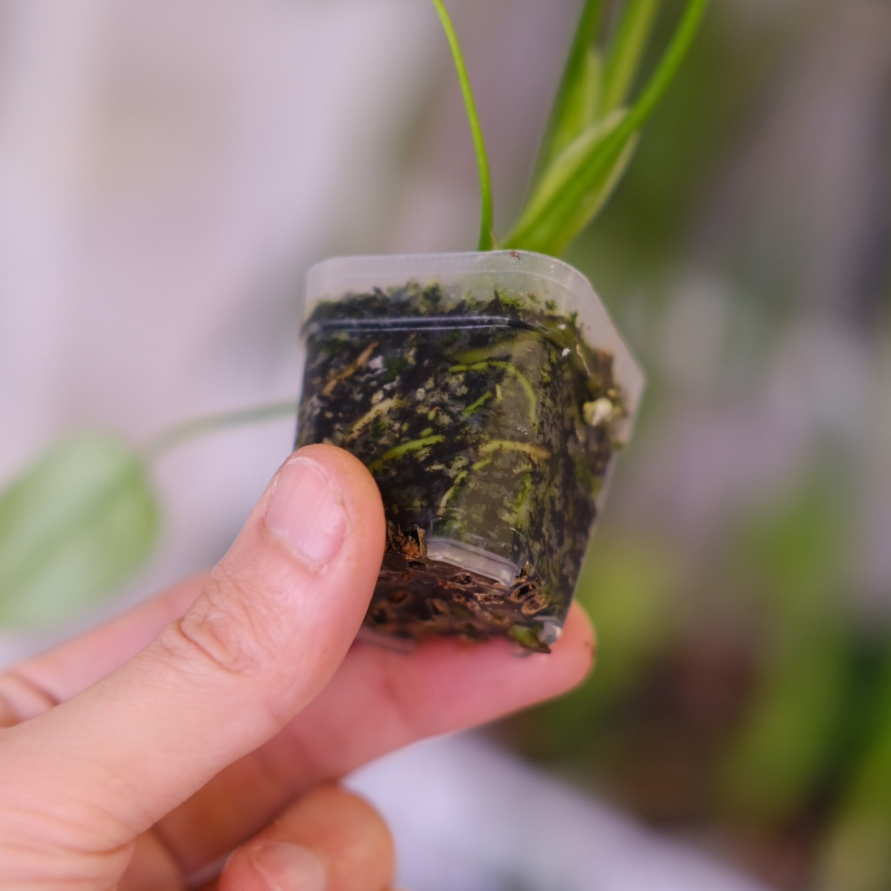 Monstera ‘Yellow Marilyn’｜モンステラ イエロー マリリン｜観葉植物