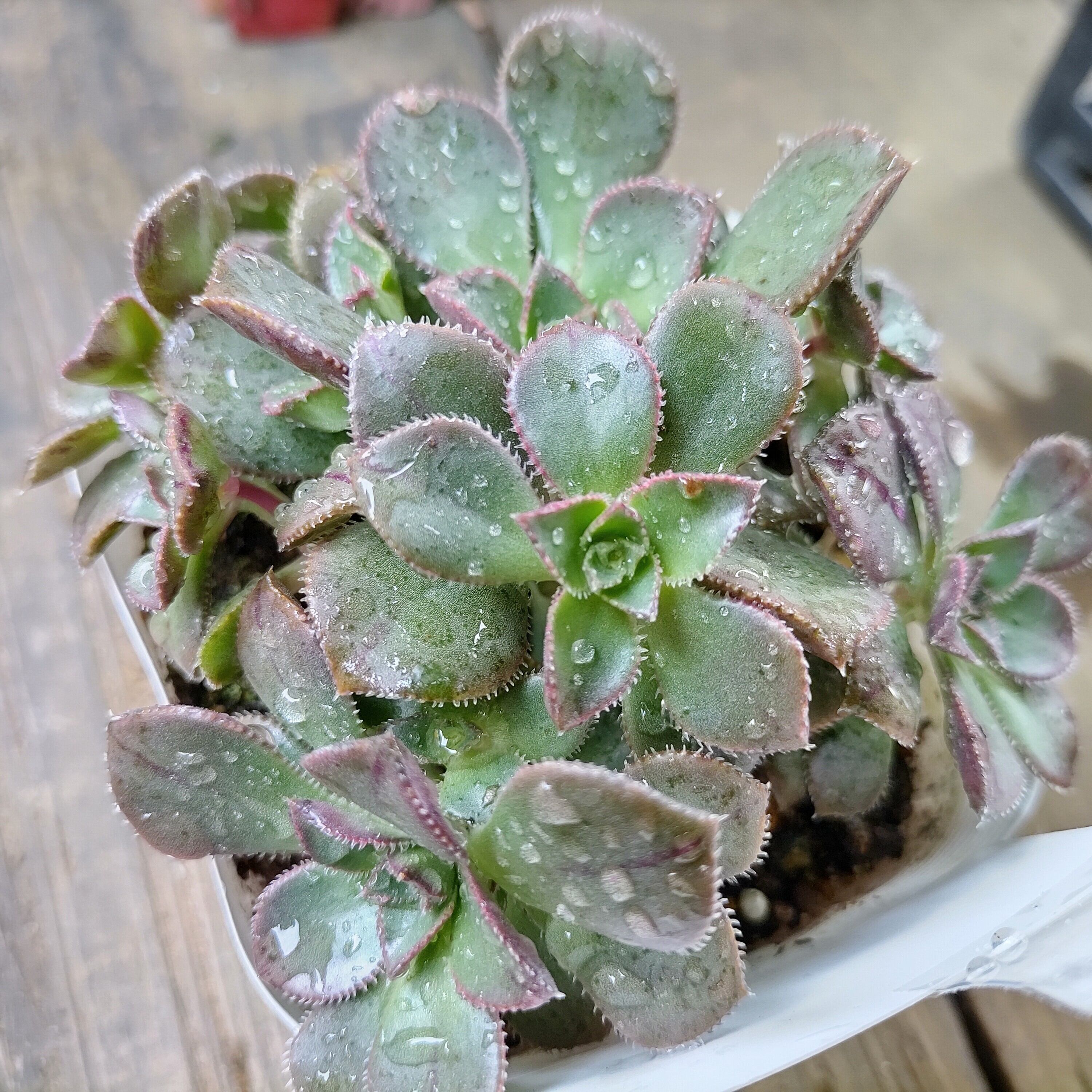 ☆多肉植物☆メデューサ①・アエオニウム ☆多肉植物☆メデューサ①・アエオニウム