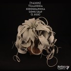 【送料無料】xerographica Long Leaf L〔エアプランツ〕現品発送T4205