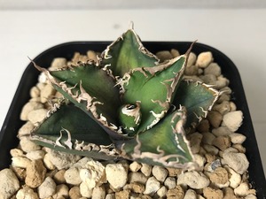 アガベ チタノタ '碧奧蘭蒂'(ビオランテ）