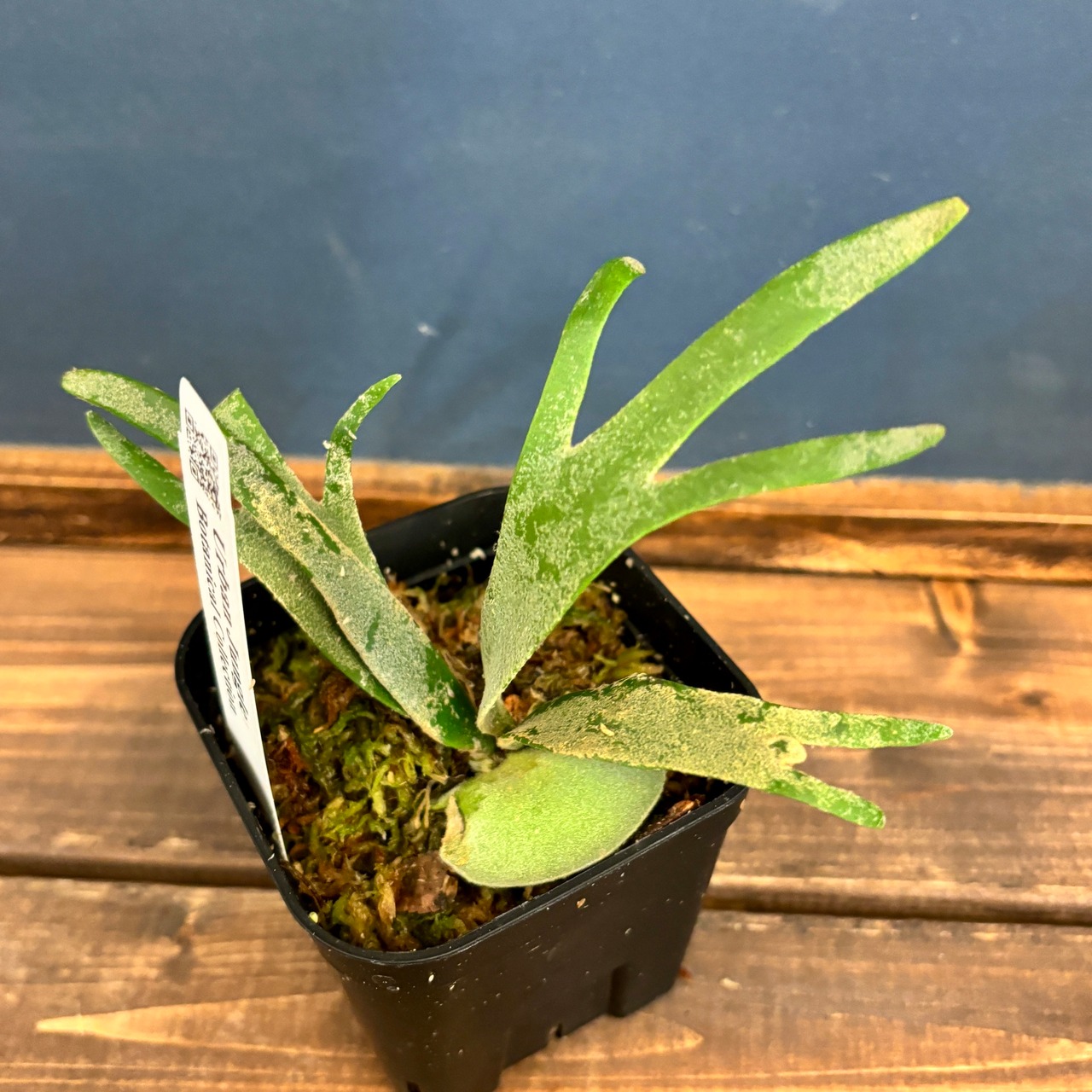 ビカクシダ　ジェイドガール　P. willinckii 'Jade Girl' spore【315】