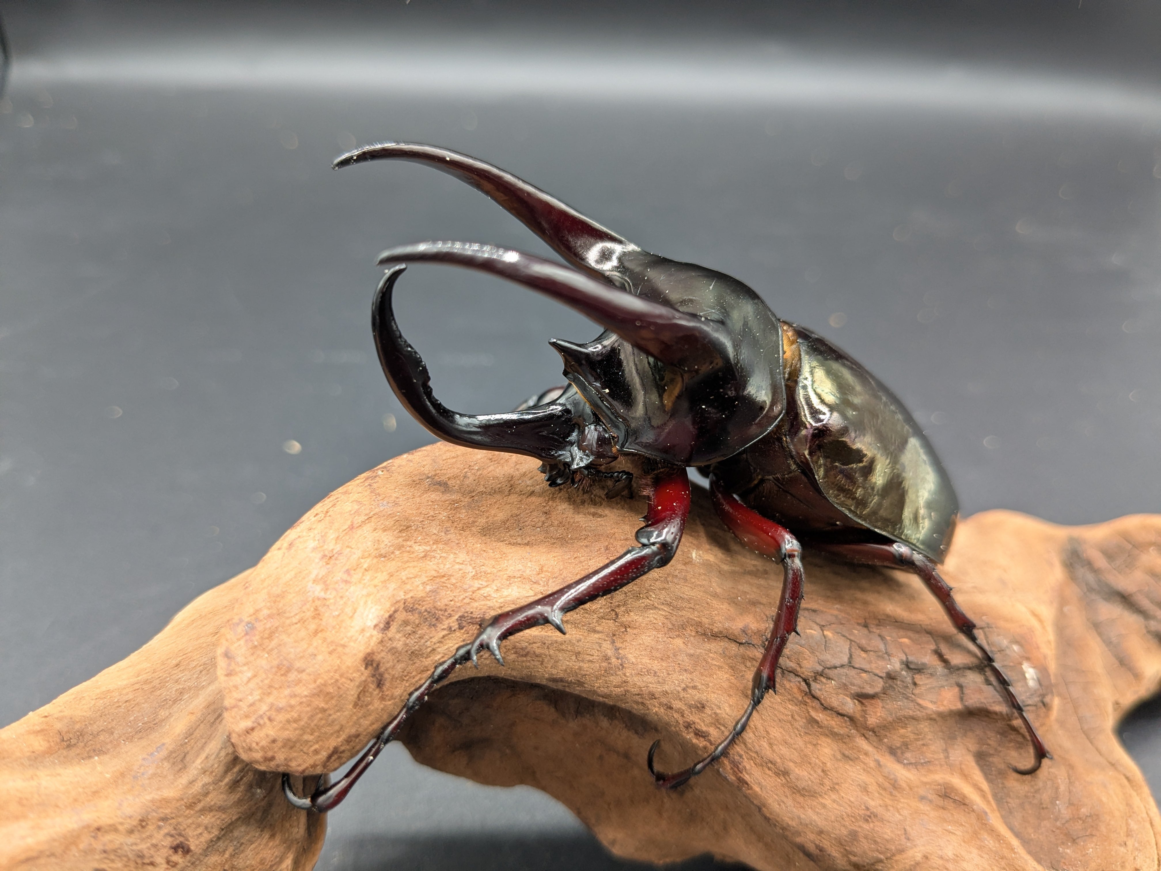 WDアトラスオオカブト ♂85mm♀42mm