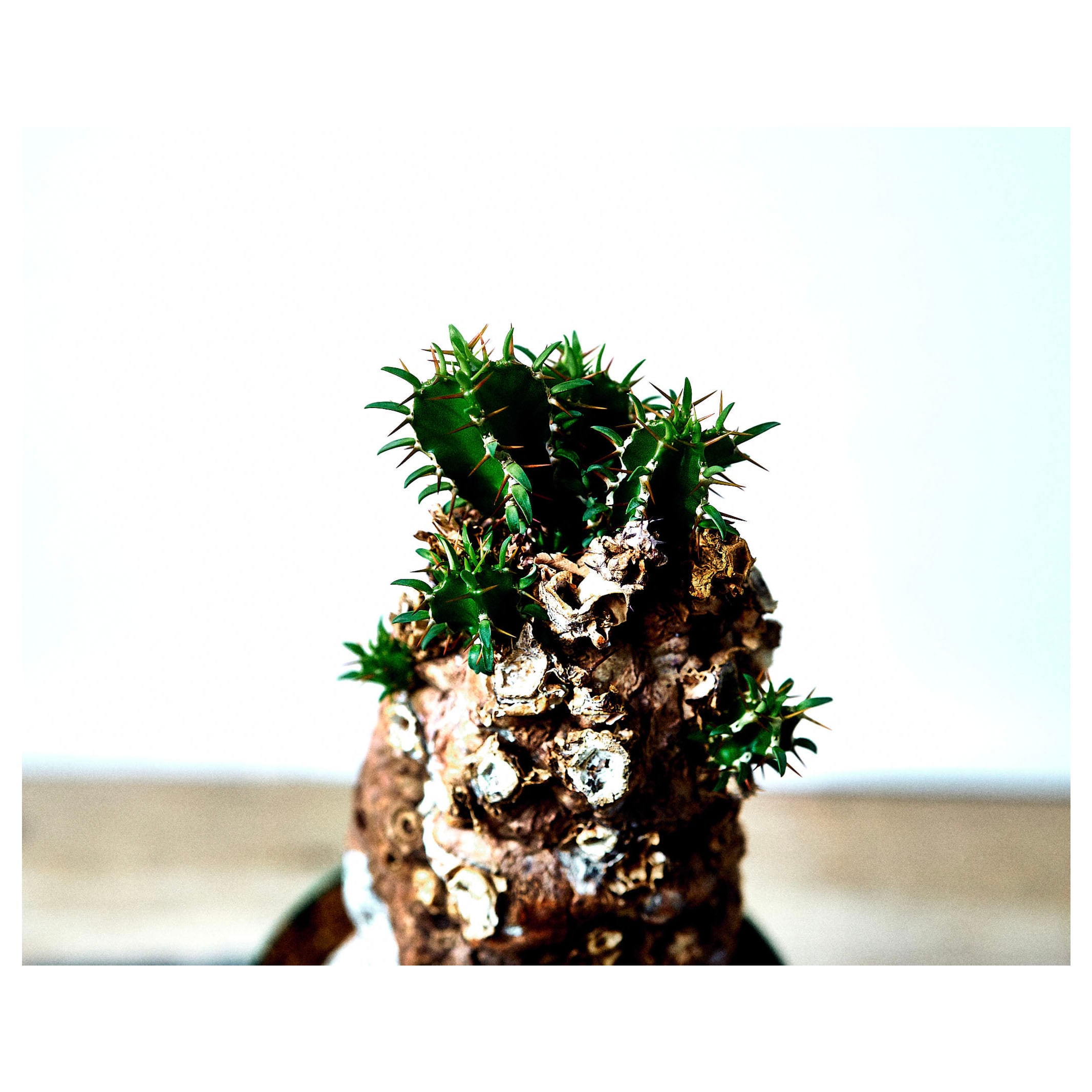 ユーフォルビアムランジーナEuphorbia mlanjeana 10 塊根植物 ベアルート株