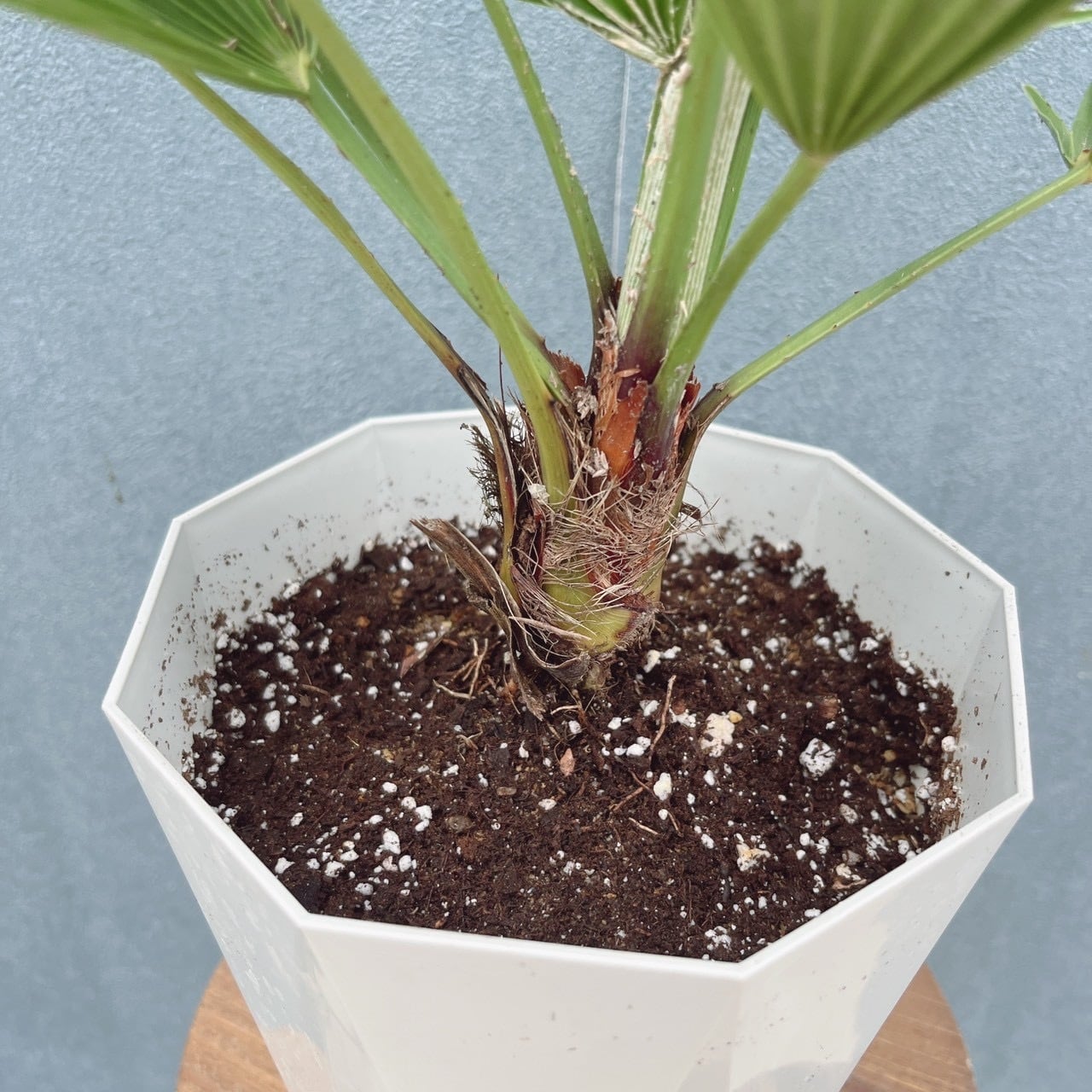 チャメロプス フミリス ボルケーノA ドライガーデン　観葉植物 現品］【希少】54番 チャメロプス フミリス ボルケーノ 5号 ヤシ 観葉