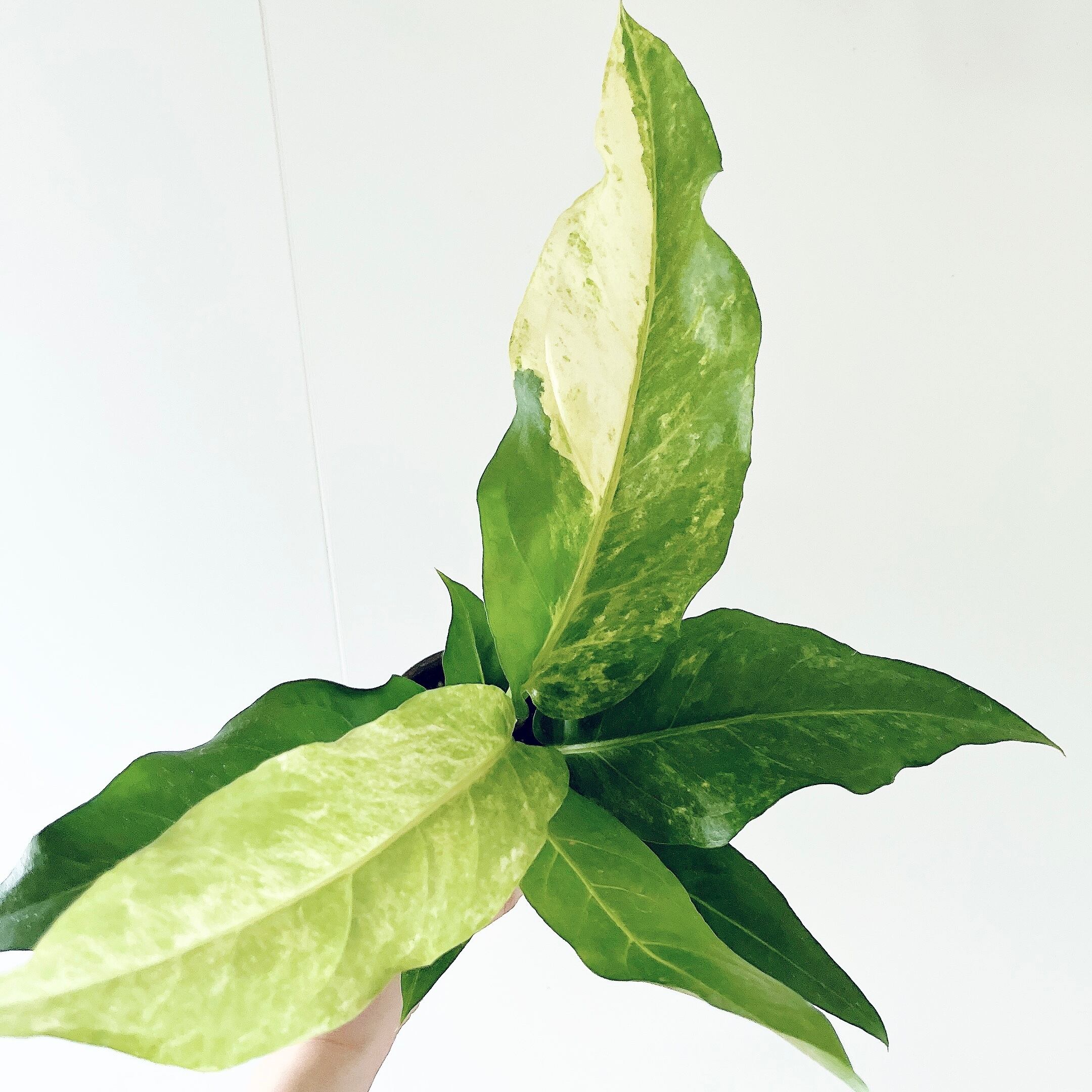 玄関・エントランス | calm cafe☕️