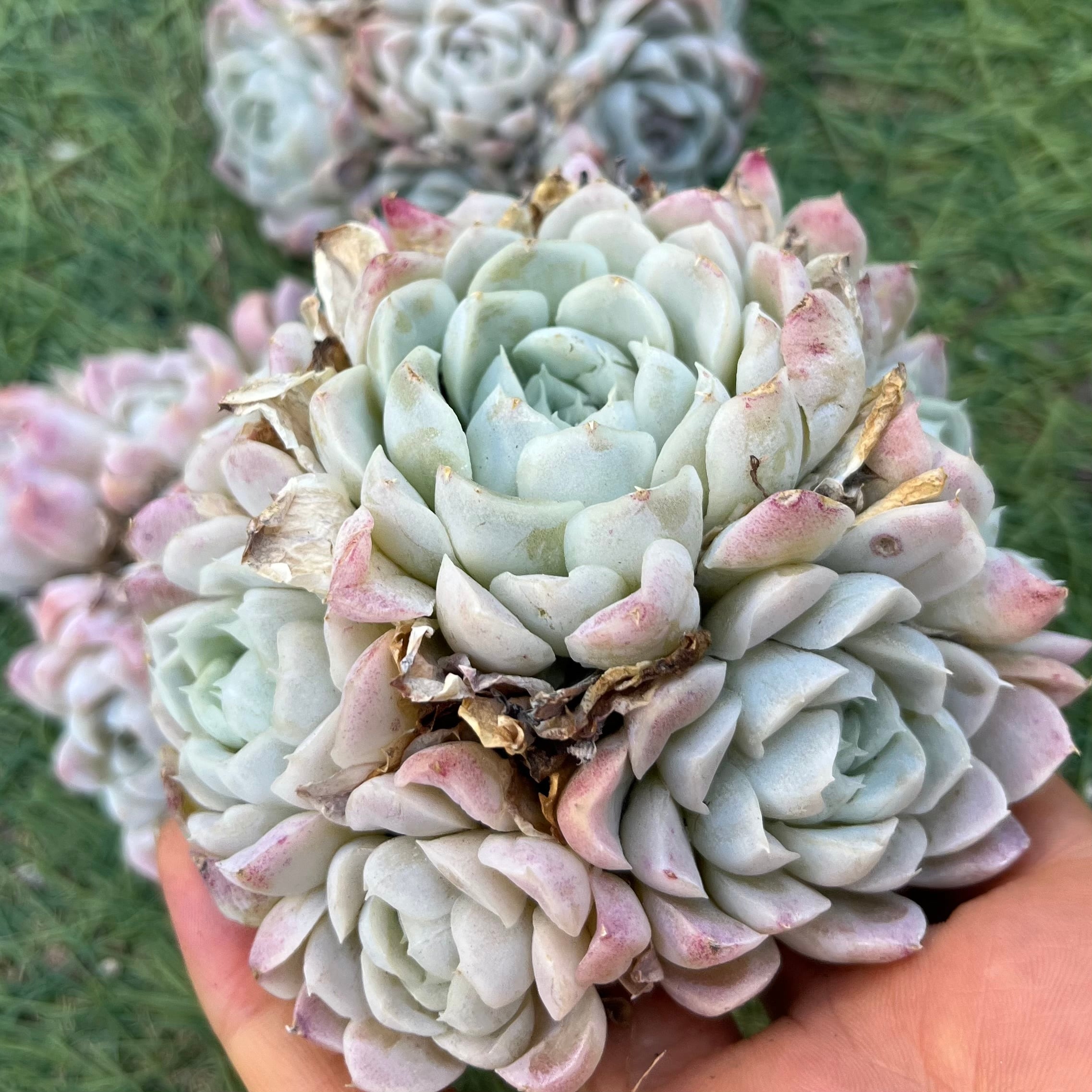 Alocasia Amazonica Polly Pink varigated④ / アロカシア アマゾニカ