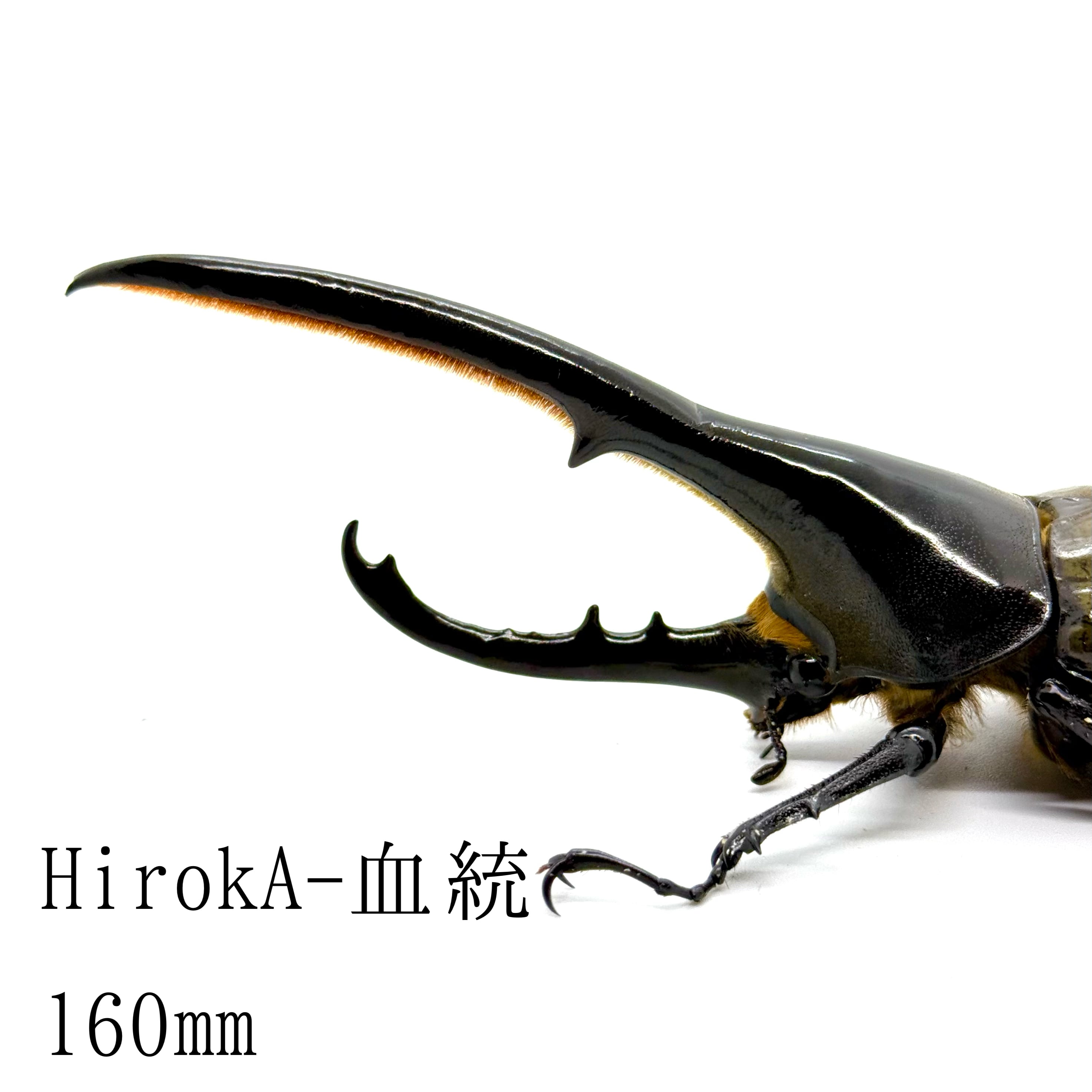 ヘラクレスオオカブトオス♂ (Adult male) | HERCULES-TOKYO