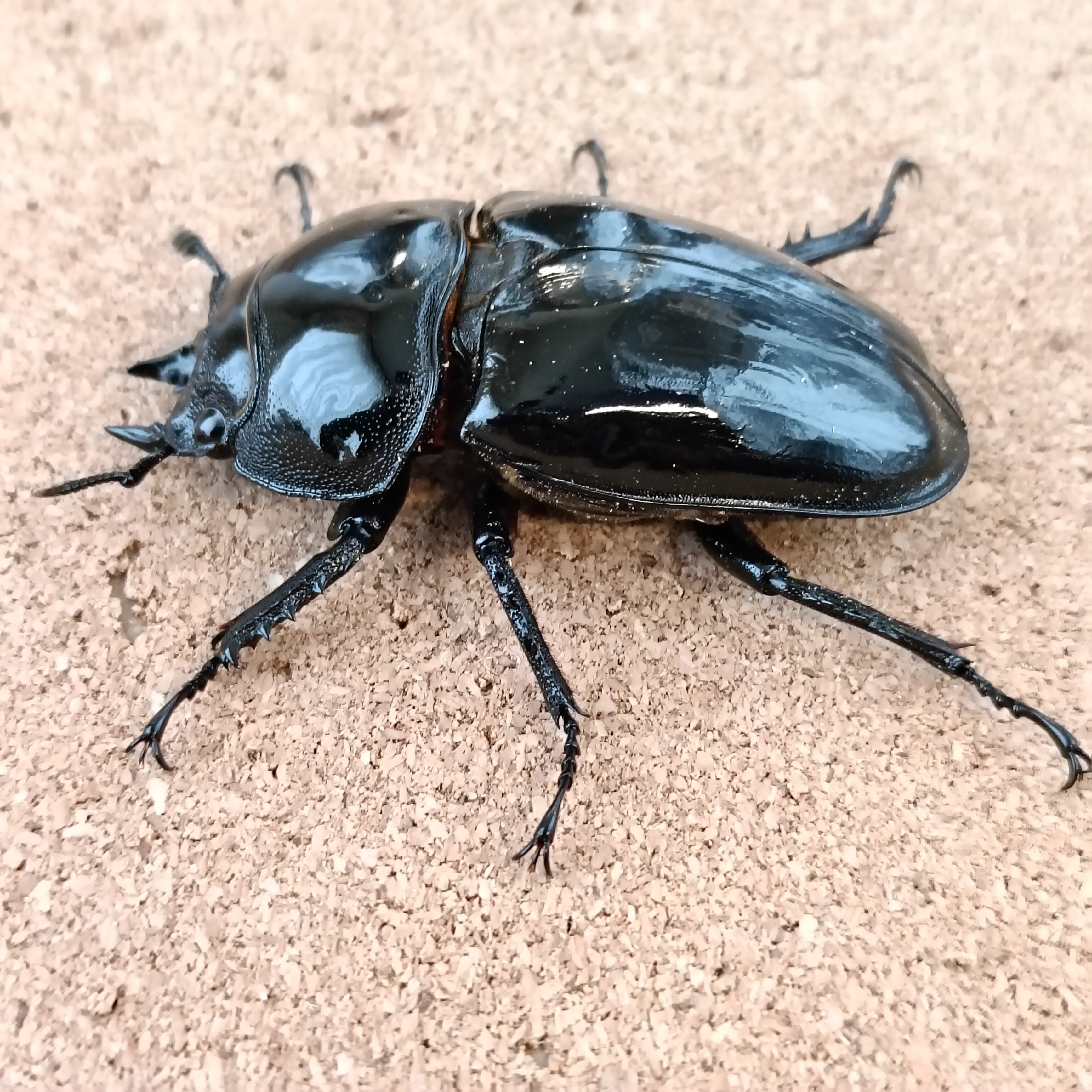 タランドゥスオオツヤクワガタ ♂ 74.3mm ♀ 52.8mm ペア | カブクワ