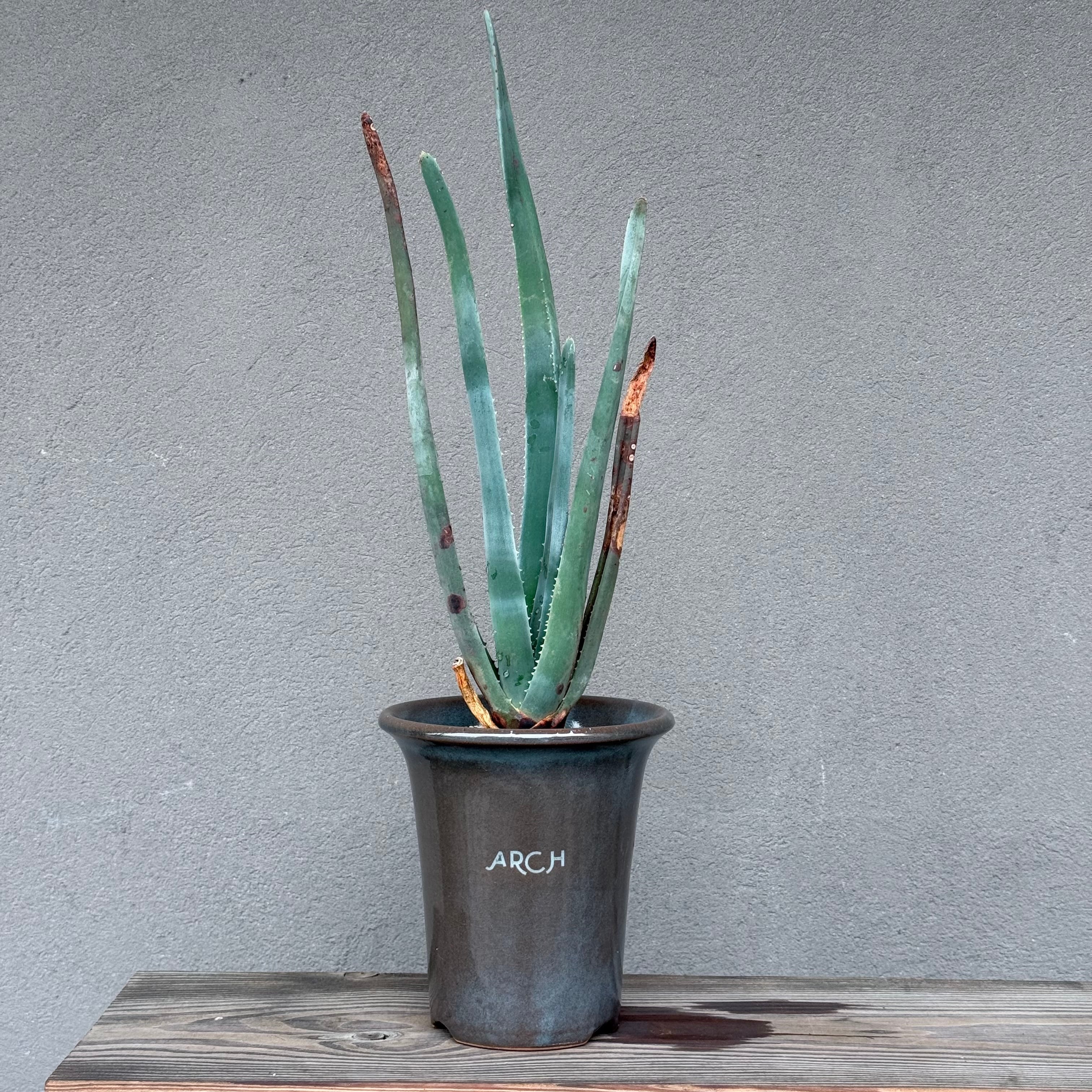 Y*a様 コミフォラ　モンストローサ　実生　鉢付き 植物】コミフォラ モンストローサ 実生株<1> | A-PLANTS