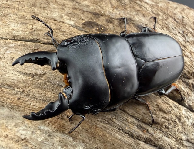 【WD】《パプアヒラタクワガタ 51mm ペア》