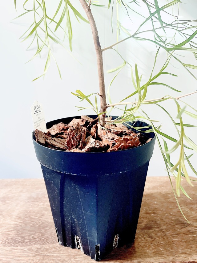 耐寒強 グレビレア シルビア オージープランツ 観葉植物 calm cafe