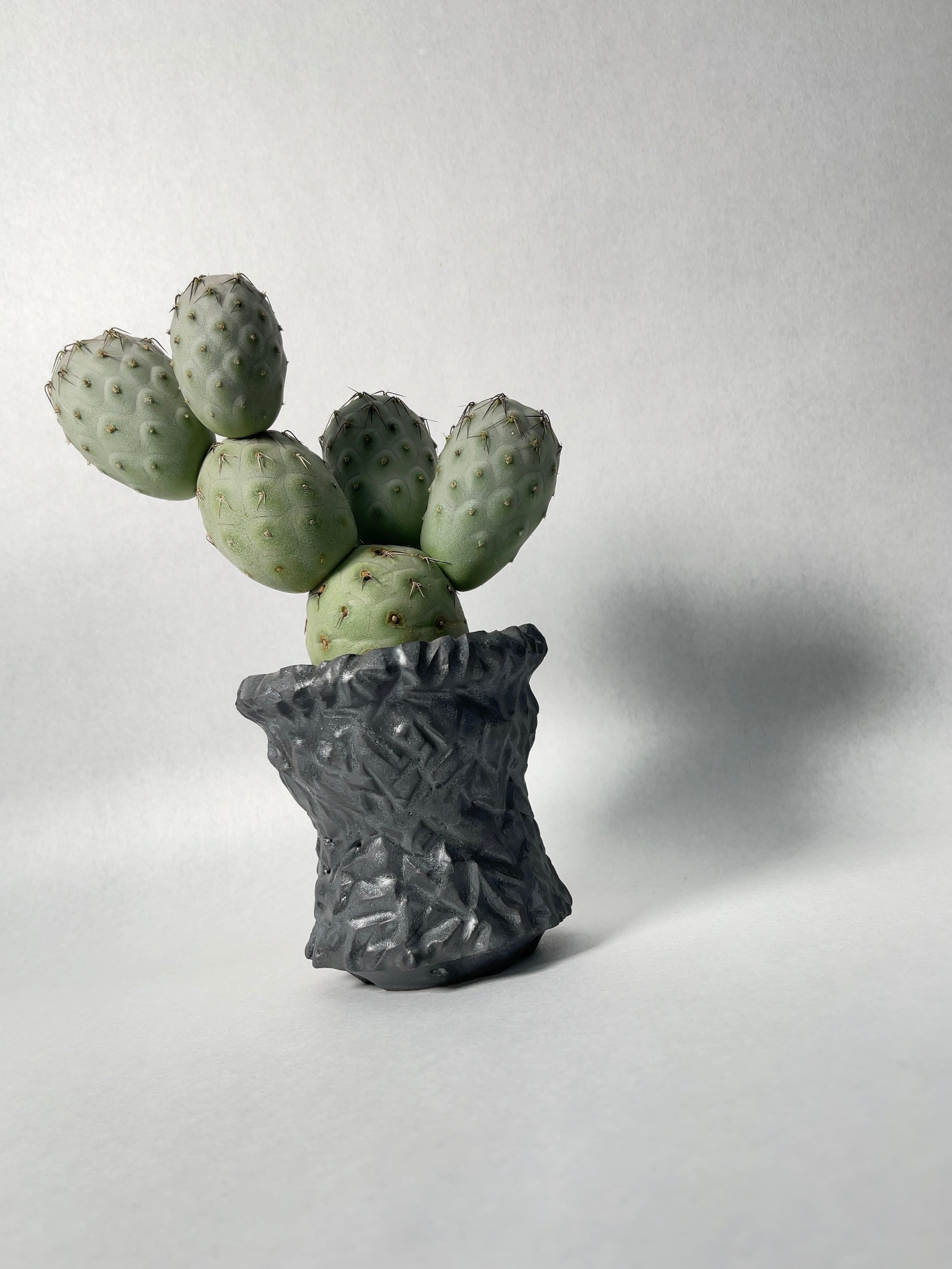 テフロカクタス・ゲオメトリクス | trigger