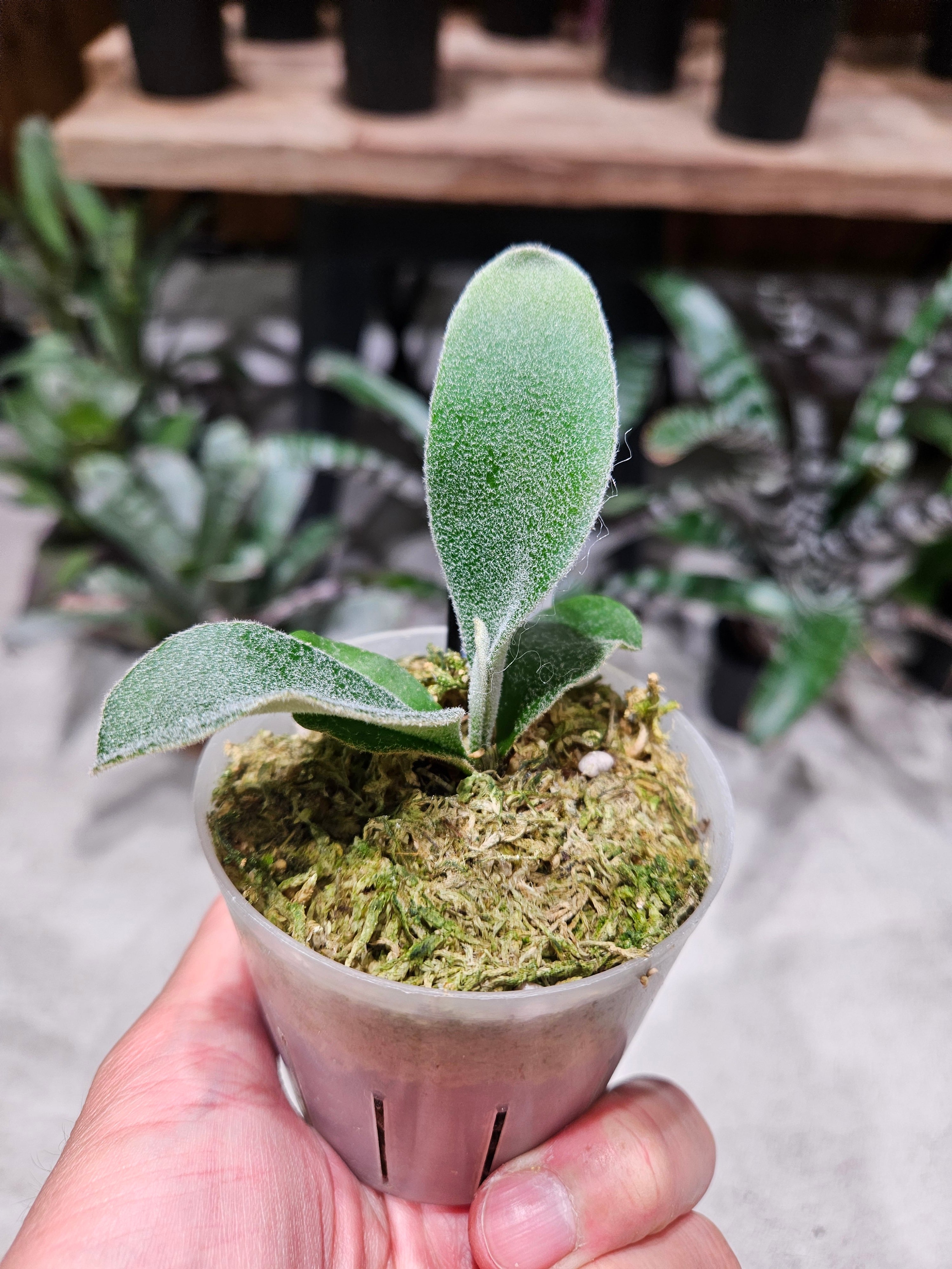 P.willinckii SPA × P.willinckii Moon Light × P.veichii Auburn