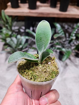 P.willinckii SPA × P.willinckii Moon Light × P.veichii Auburn River Sporelings 【artPLANTs/PLANTS GARAGE 】ビカクシダ#Platycerium