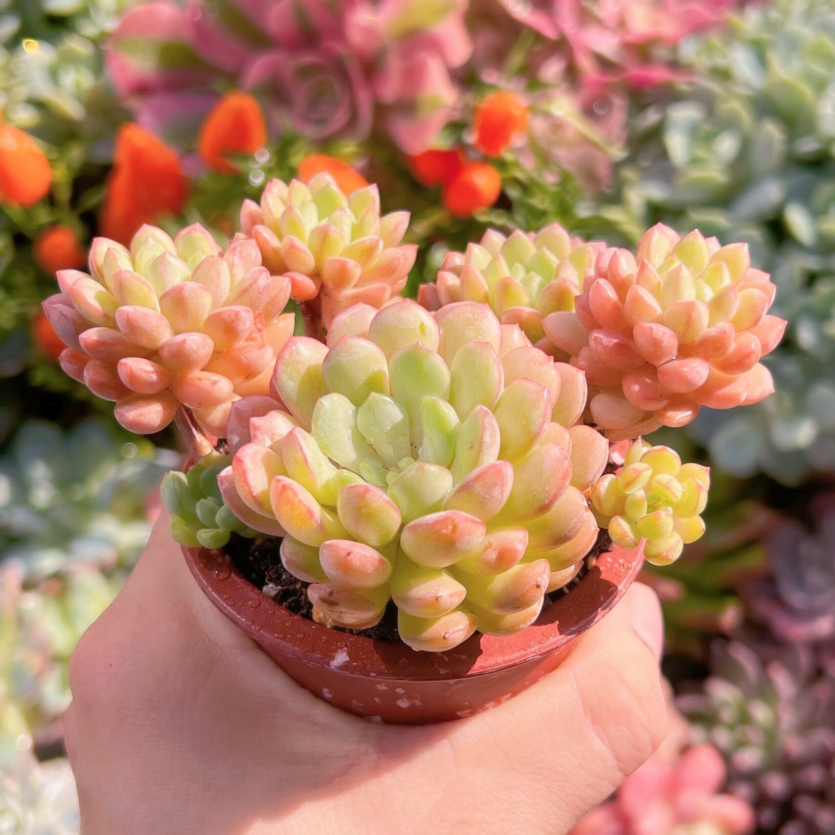 多肉植物 萌豆(大)群生 新入荷 るる農園 | るる農園~多肉植物専門