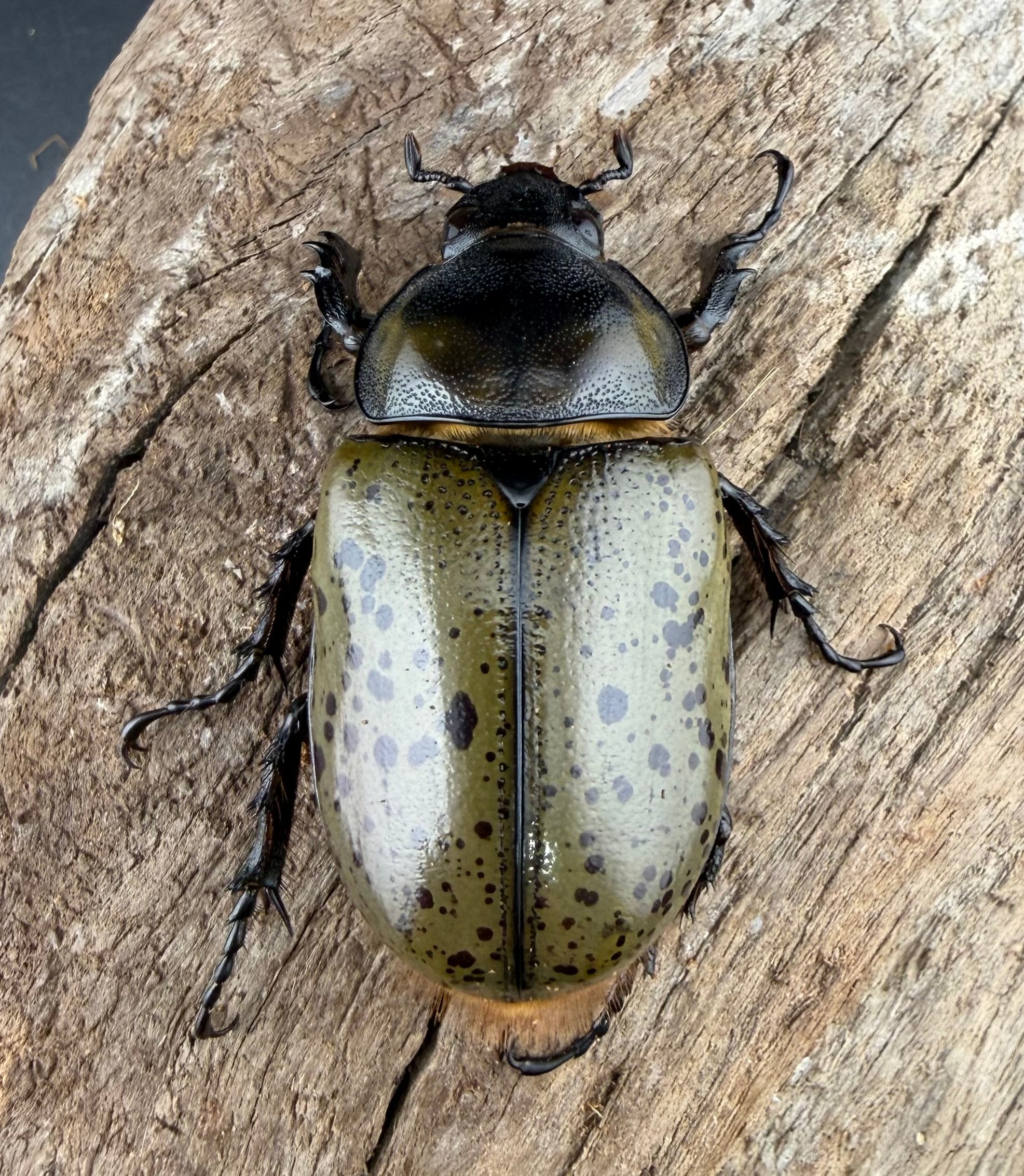 シロウ ヒルスシロカブト 58mm ペア》 | KPW公式オンラインショップ