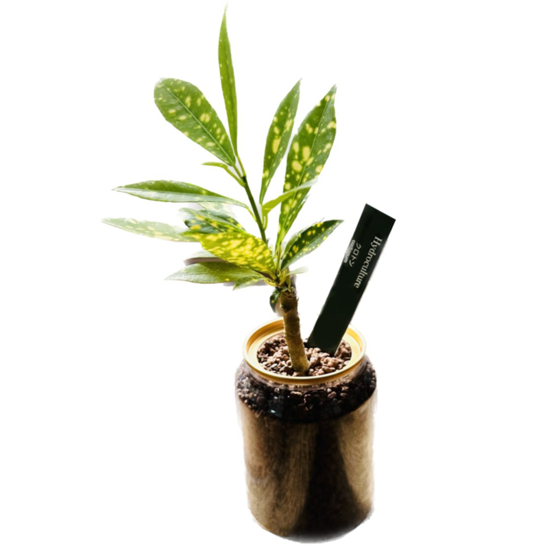 クロトン苗木 10本セット 約70〜90cm クロトン苗木 10本セット 約70?90cm 和モダン庭木❤︎斑入り紅葉【胡蝶の