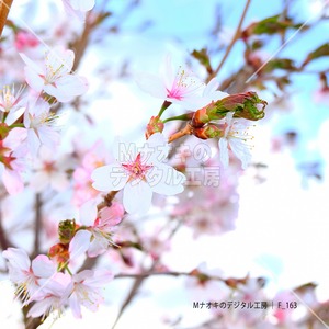 開花した桜と青空　Blooming cherry blossoms and blue sky