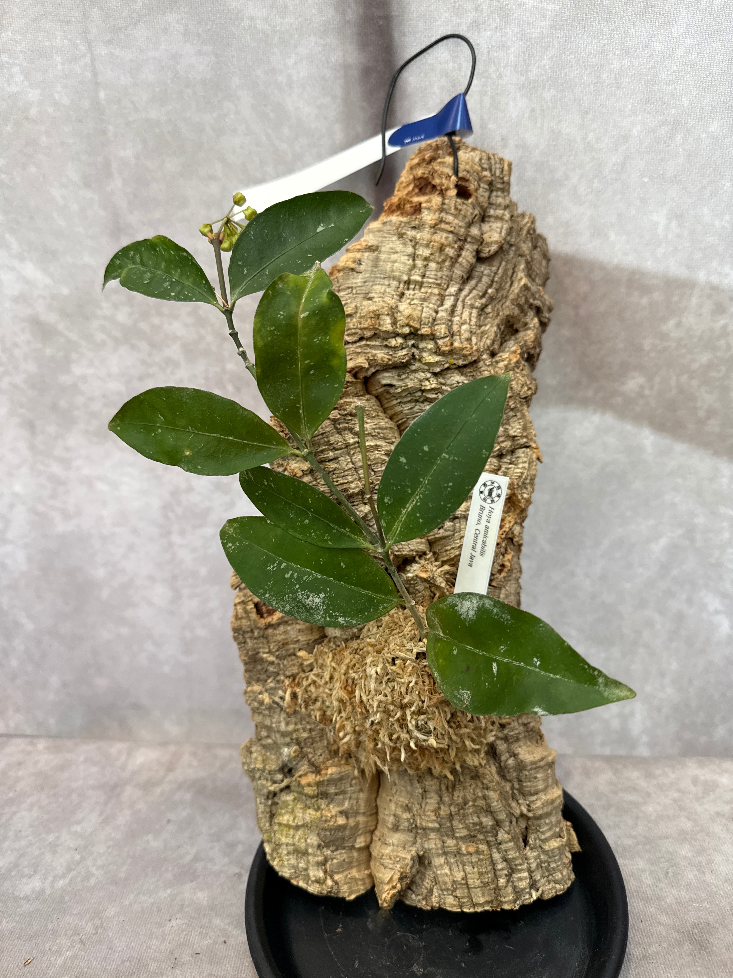 花座あり Hoya amicabilis / ホヤ アミカビリス | Gardenえん 【観葉