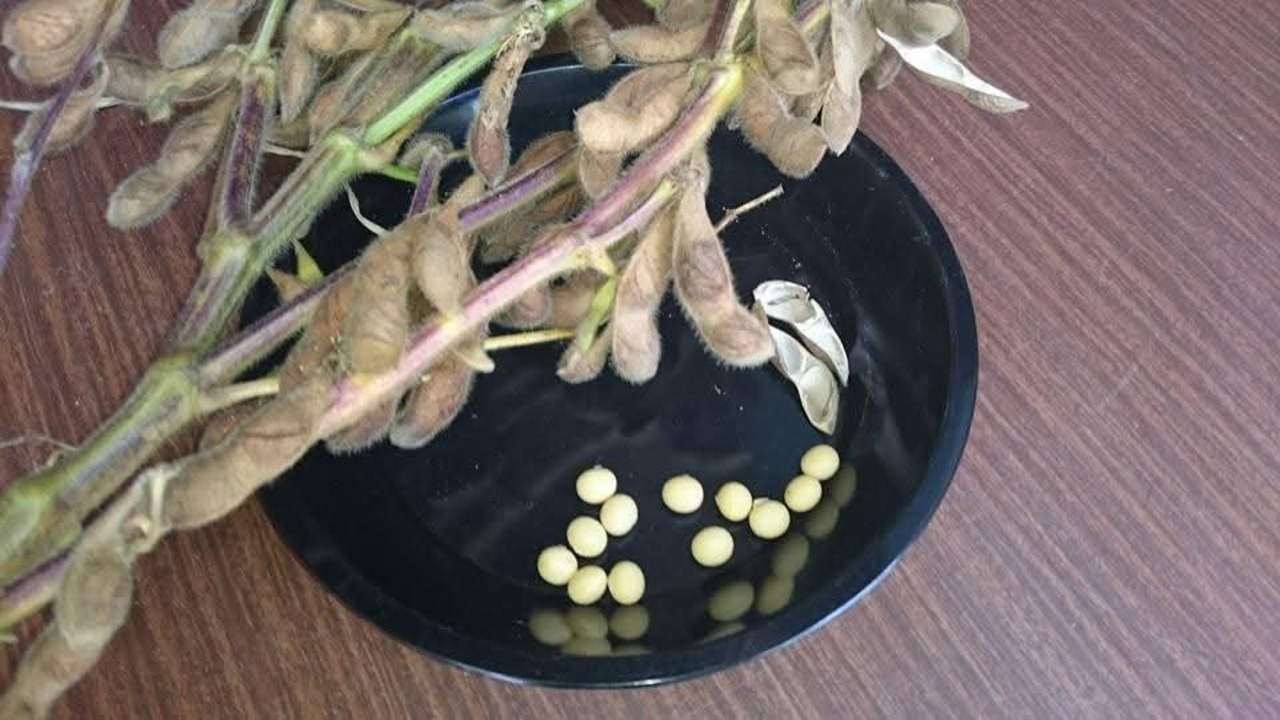 能登産　大豆  300g