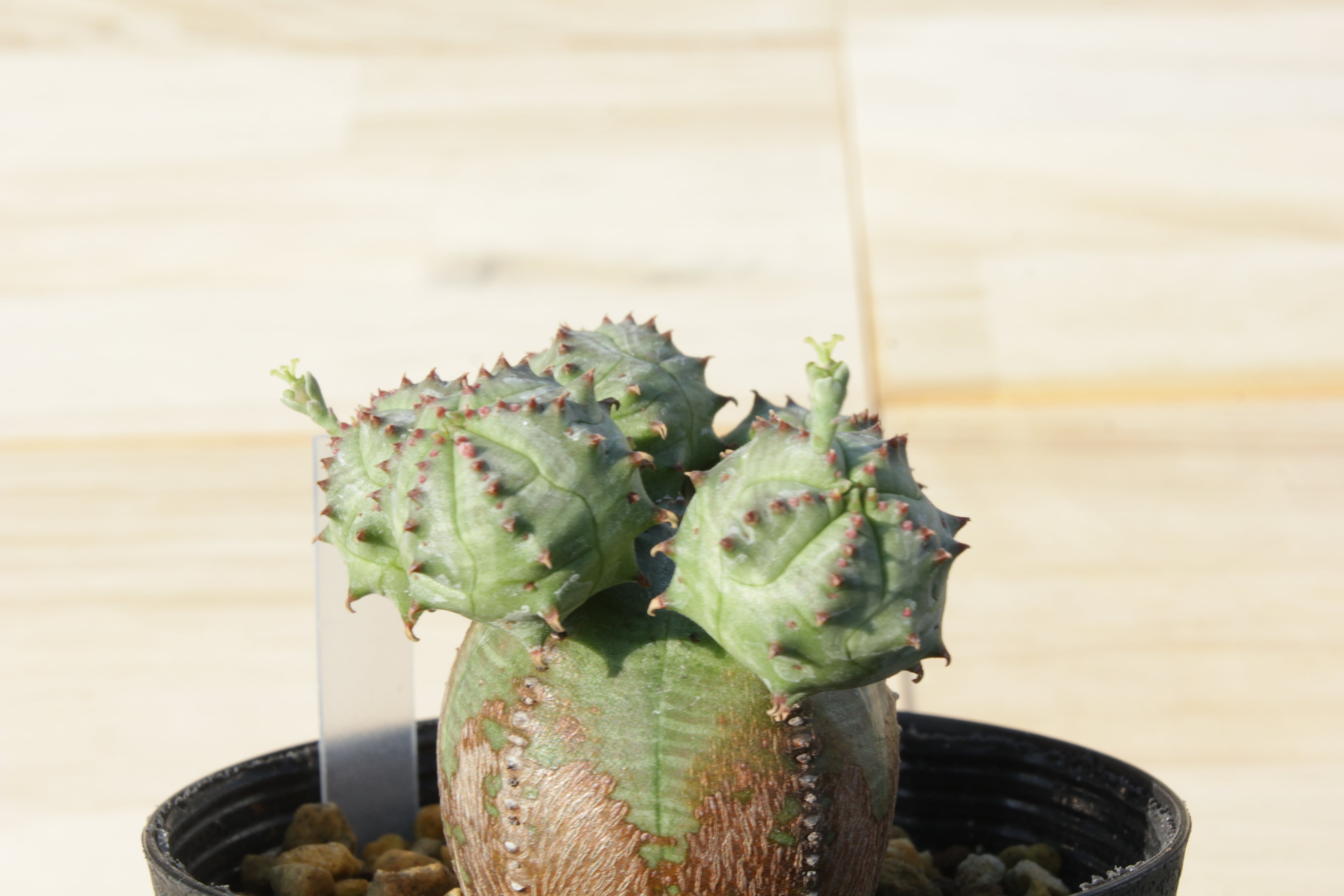 ユーフォルビア・オベサブロウ ⑭ 子株付き（抜き苗発送） | Pay ID