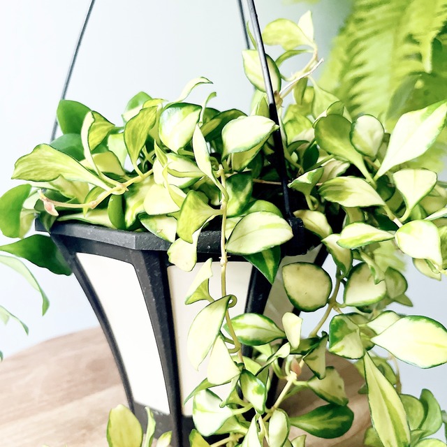 希少な ホヤ・ヘウスケリアナ＊斑入りハンギング 観葉植物 calm cafe