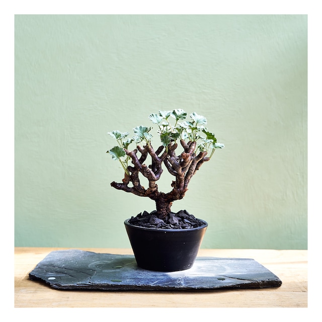 E,ペラルゴニウム ミラビレ Pelargonium mirabile　