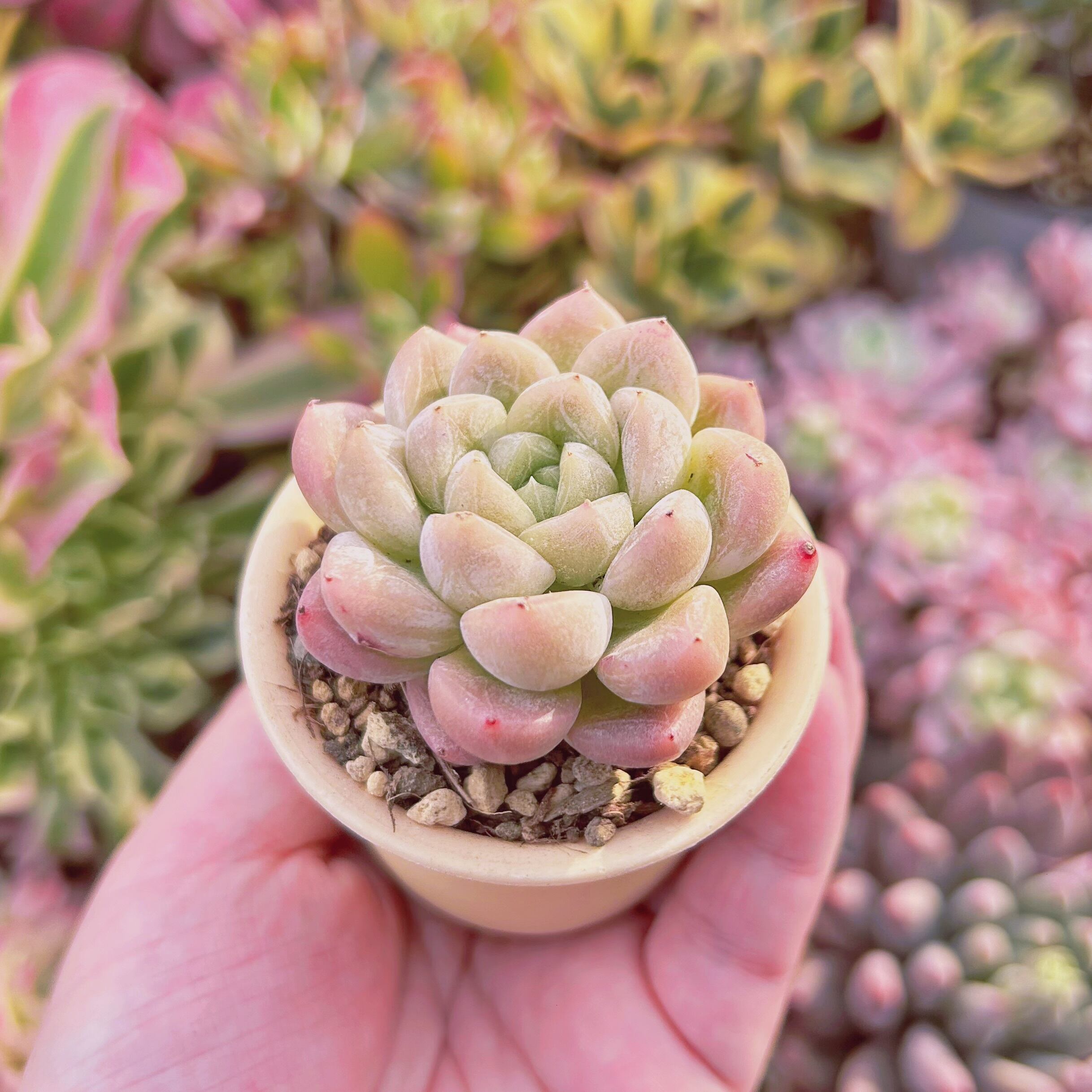 多肉植物 Echeveria 新品種 エルサ | るる農園~多肉植物専門