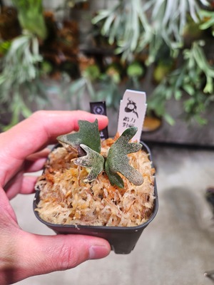 P.willinckii cv. Sweet Moon (OC)【artPLANTs/PLANTS GARAGE 】ビカクシダ#Platycerium