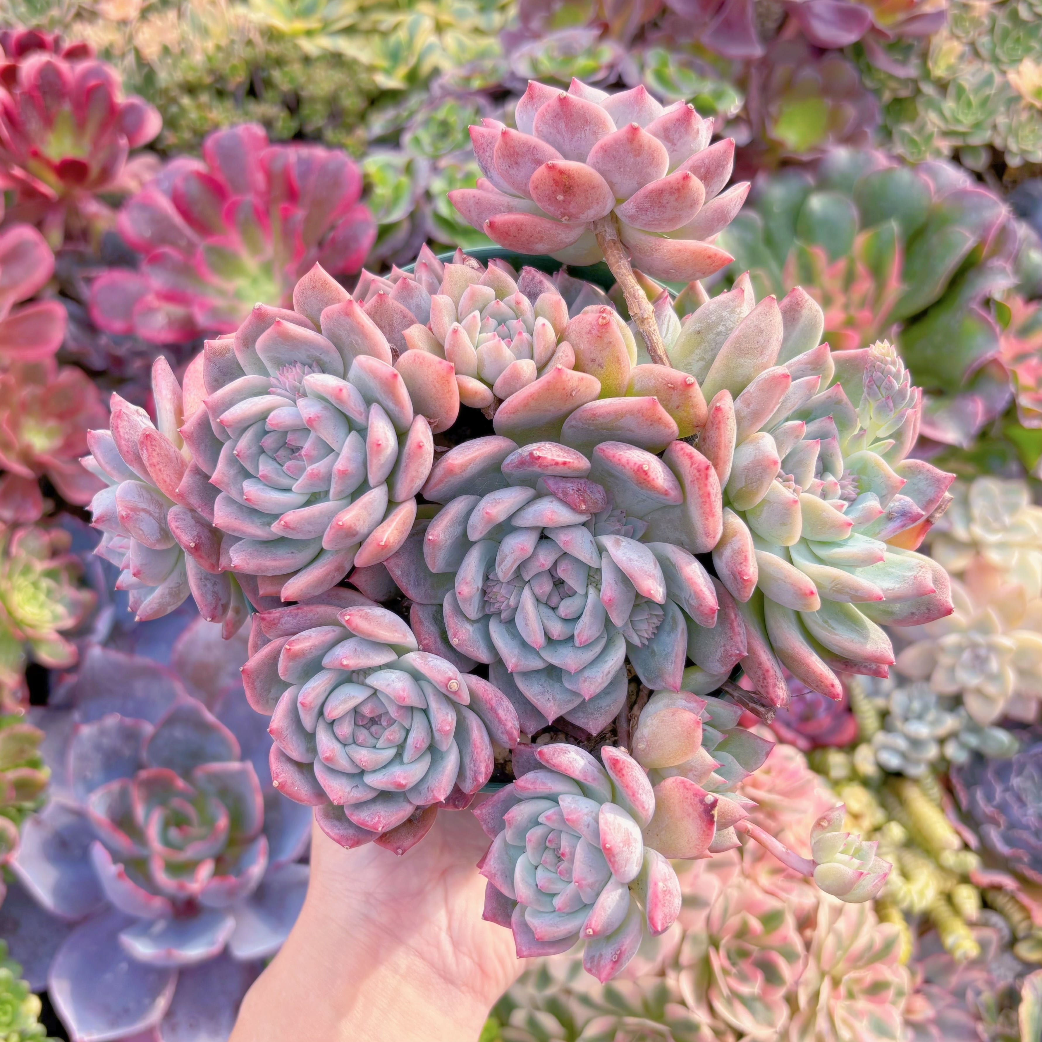 現品　桃霜#F012　新入荷　るる農園