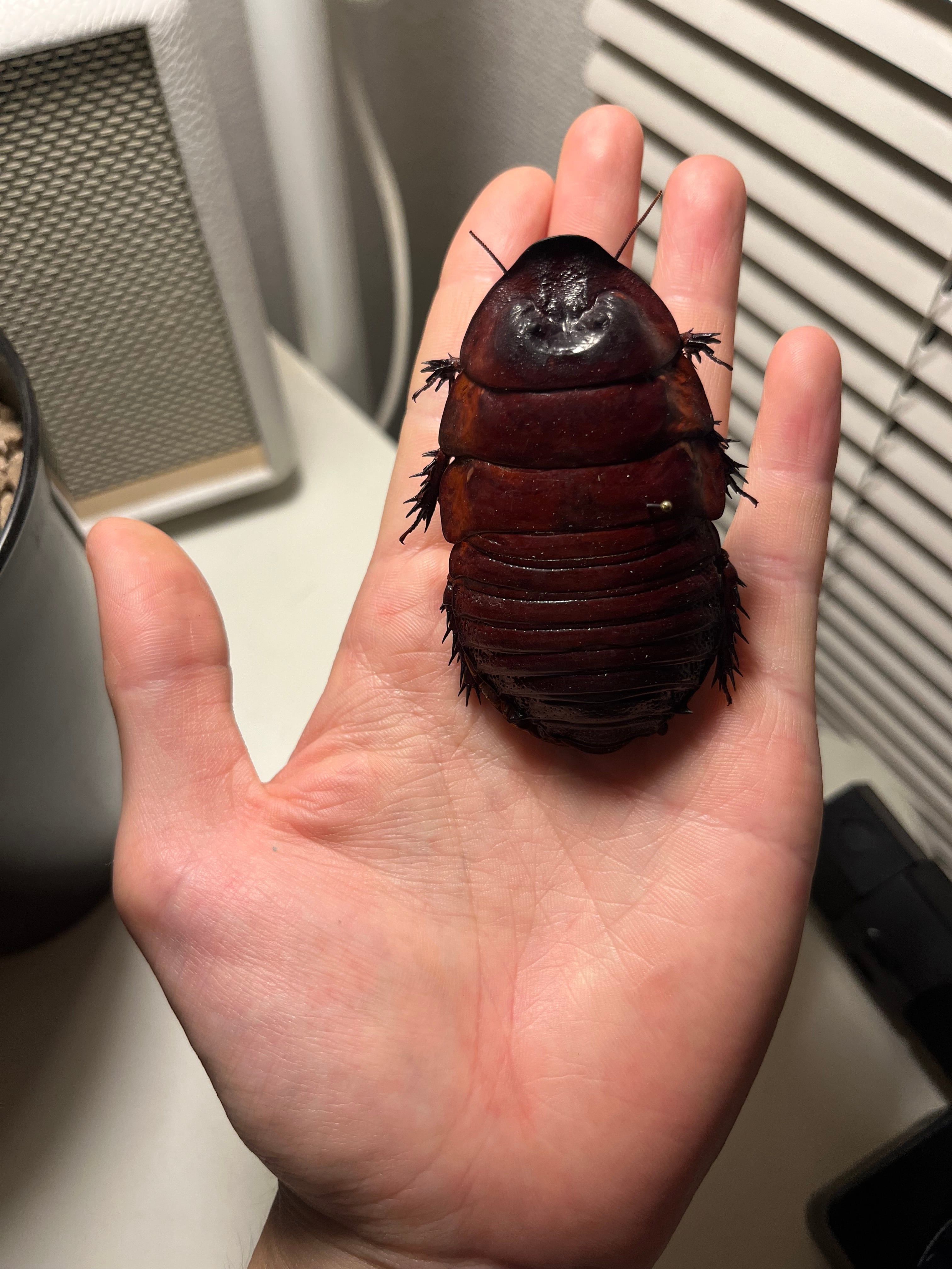 【74mm】ヨロイモグラゴキブリ Macropanesthia 昆虫標本 74mm】ヨロイモグラゴキブリ Macropanesthia rhinocerosタランチュラ