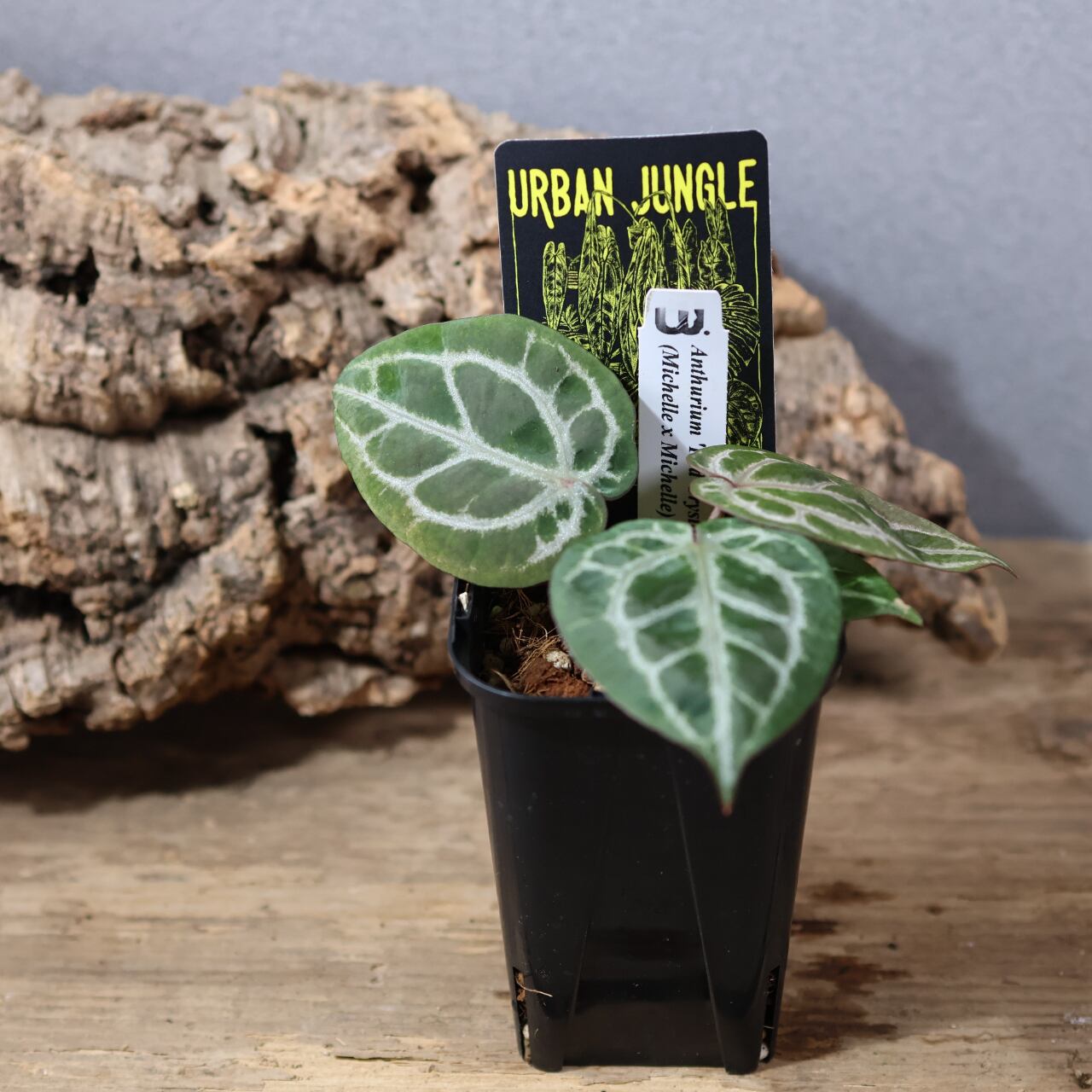 836『urban jungle Anthurium 'Red Crystallinum UJ' (Michelle