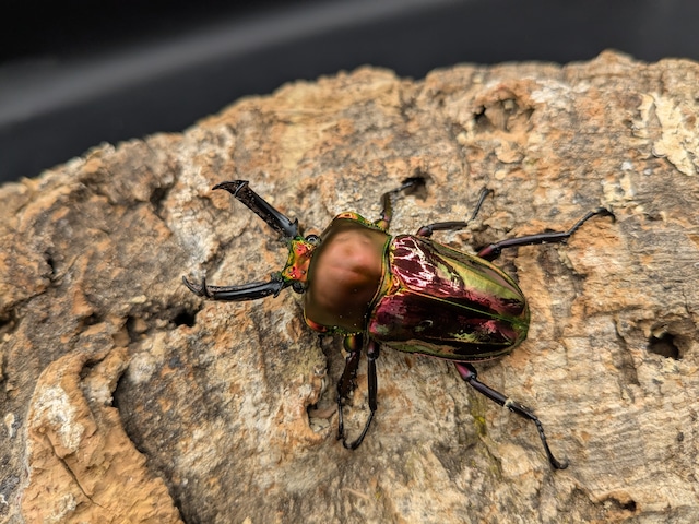 ニジイロクワガタ　レッド系　♂49ｍｍ♀39ｍｍ