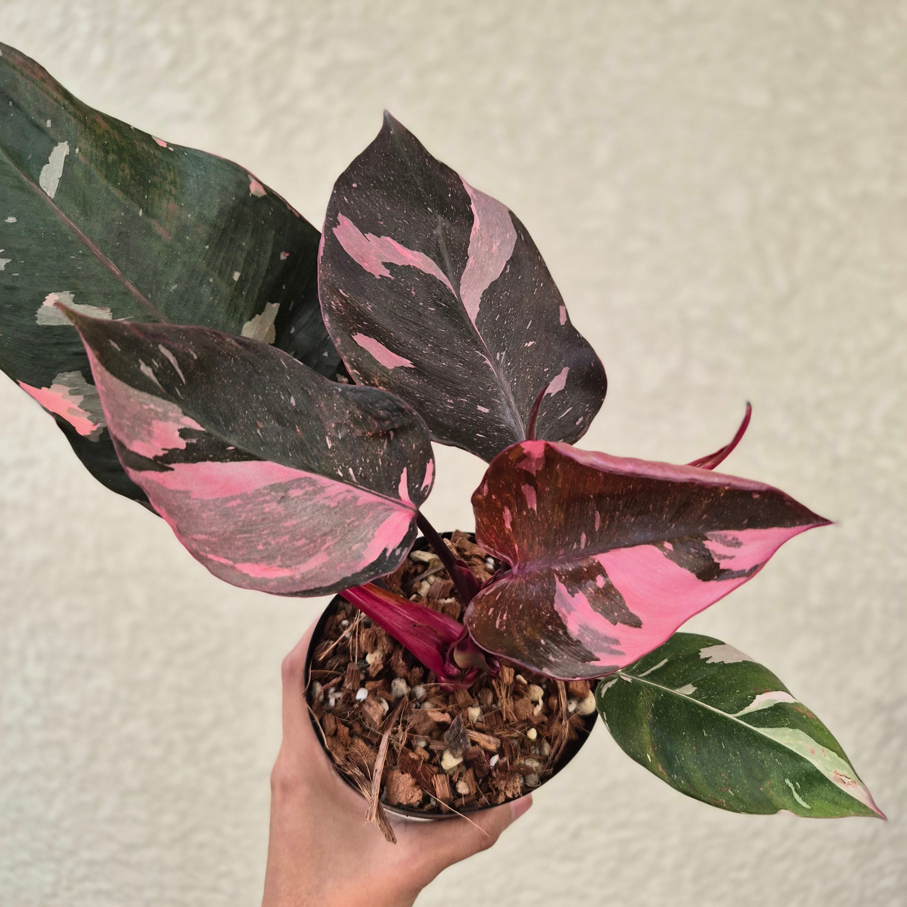 Philodendron Strawberry Shake】フィロデンドロン ストロベリー