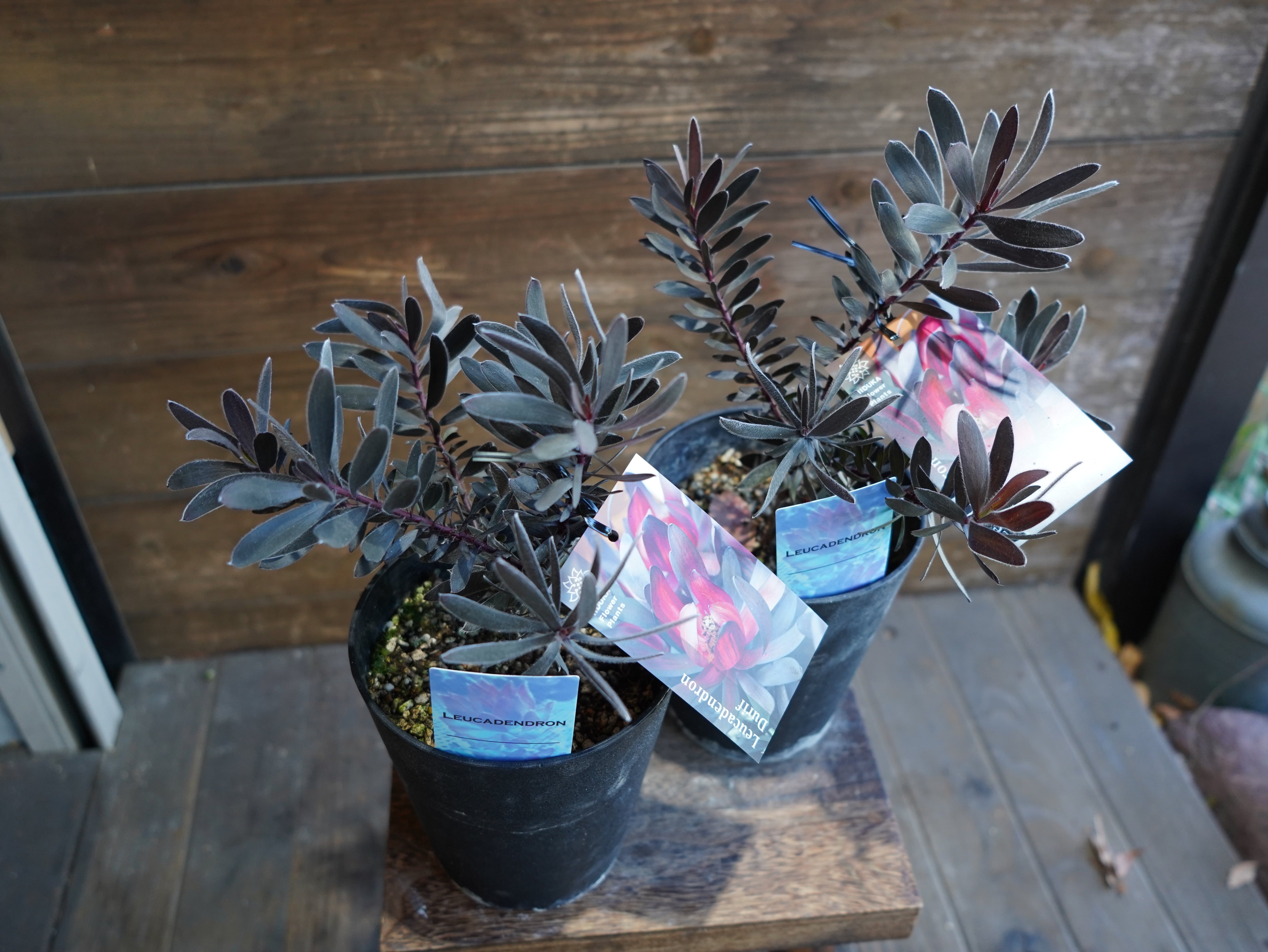 リューカデンドロン　”デュリフ”