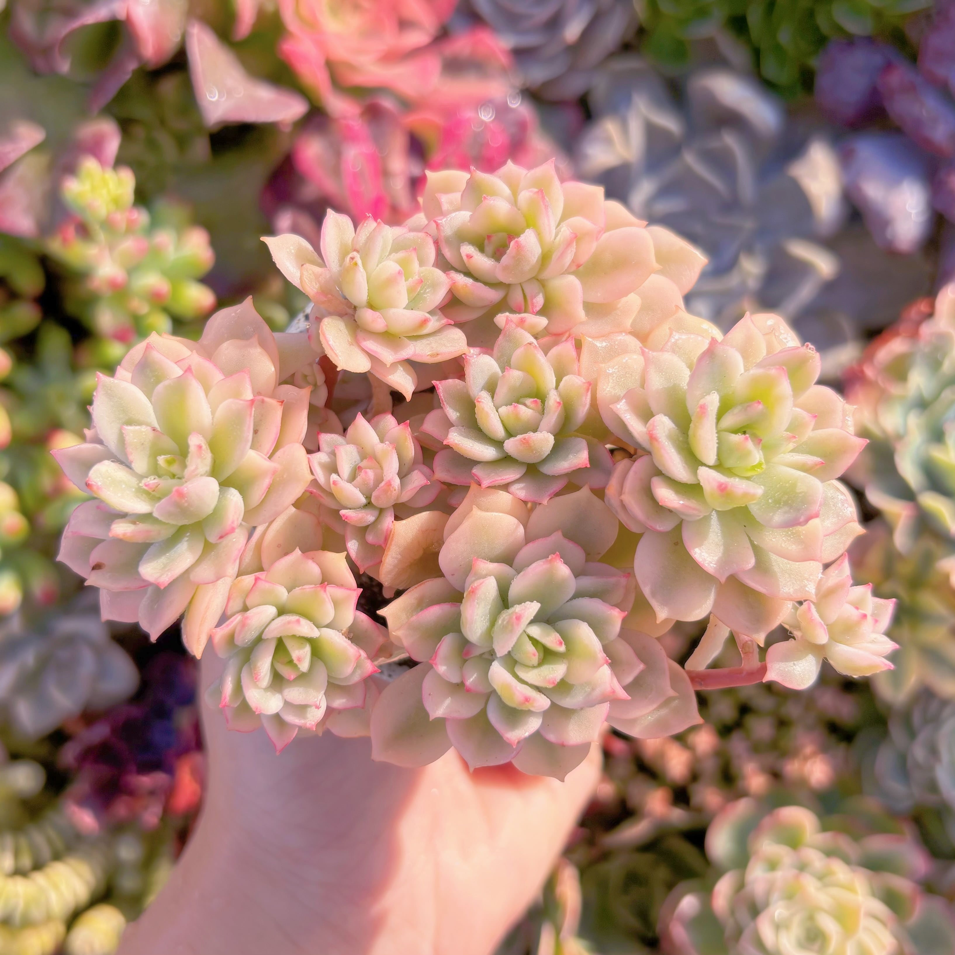 多肉植物　デレン錦(M)　群生　新入荷　るる農園