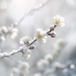 2月限定｜淡雪 — PRELUDE