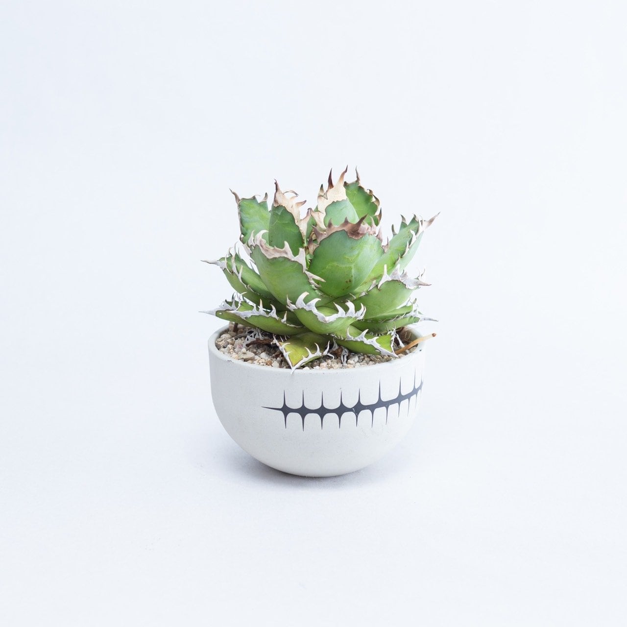 VALIEM GHOST（BOWL / Mサイズ） | 青坊主-aobouzu-