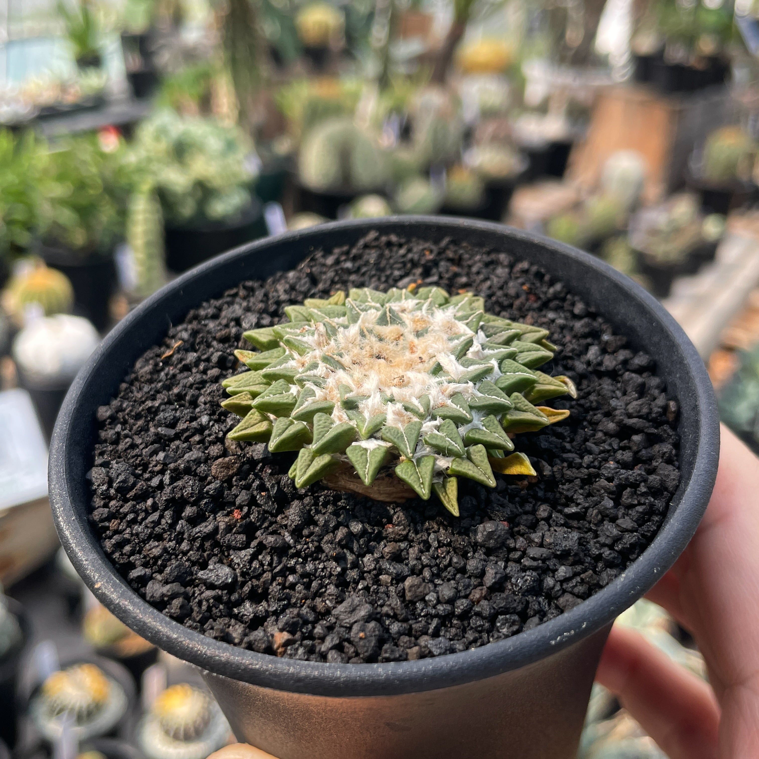 Ariocarpus kotschoubeyanus【アリオカルプス・姫牡丹・実生