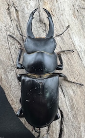 【WD】《ブラナウンコクワ 福貢県産 51mm ペア》