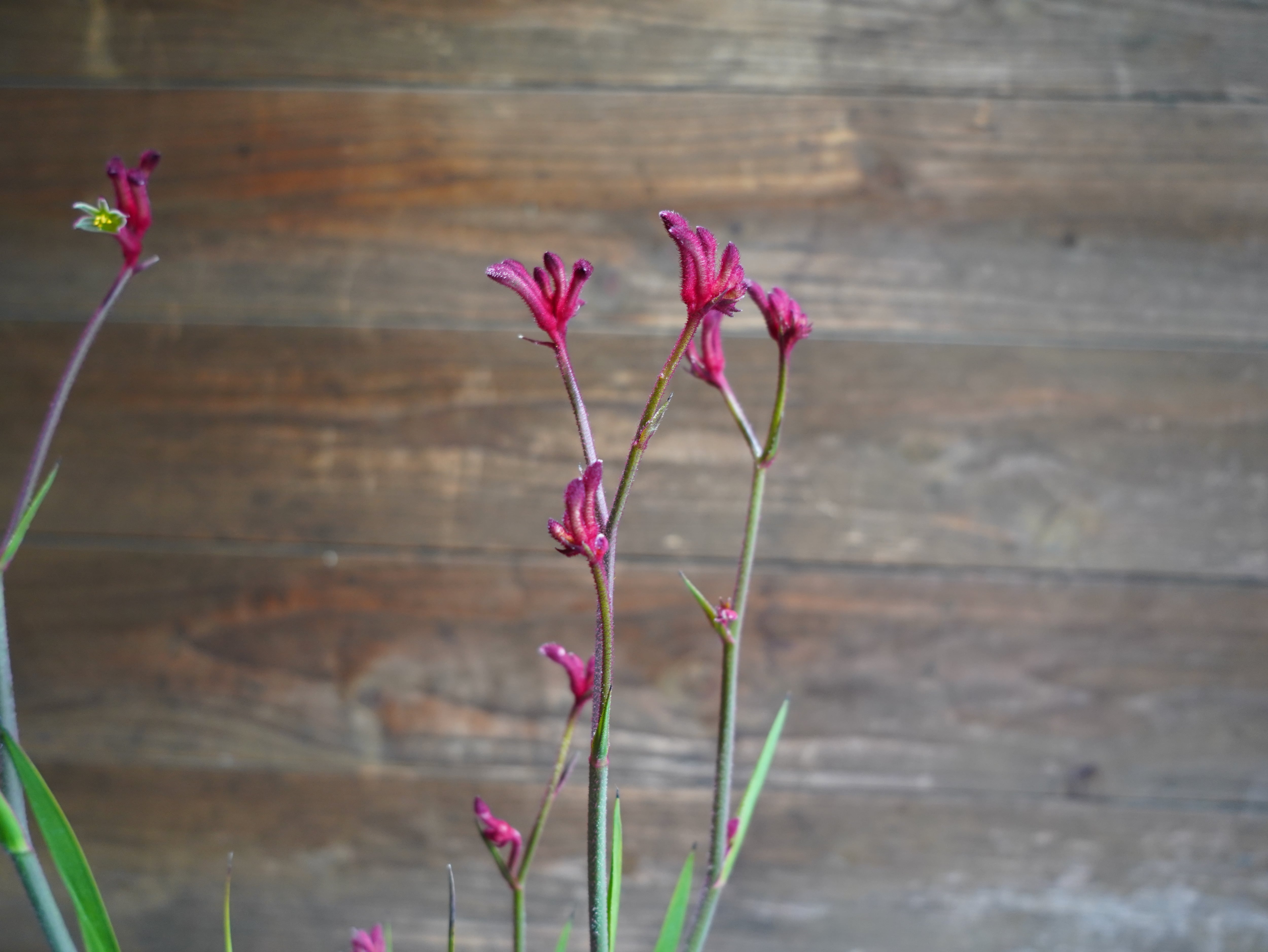 【現物】カンガルーポー（レッド）