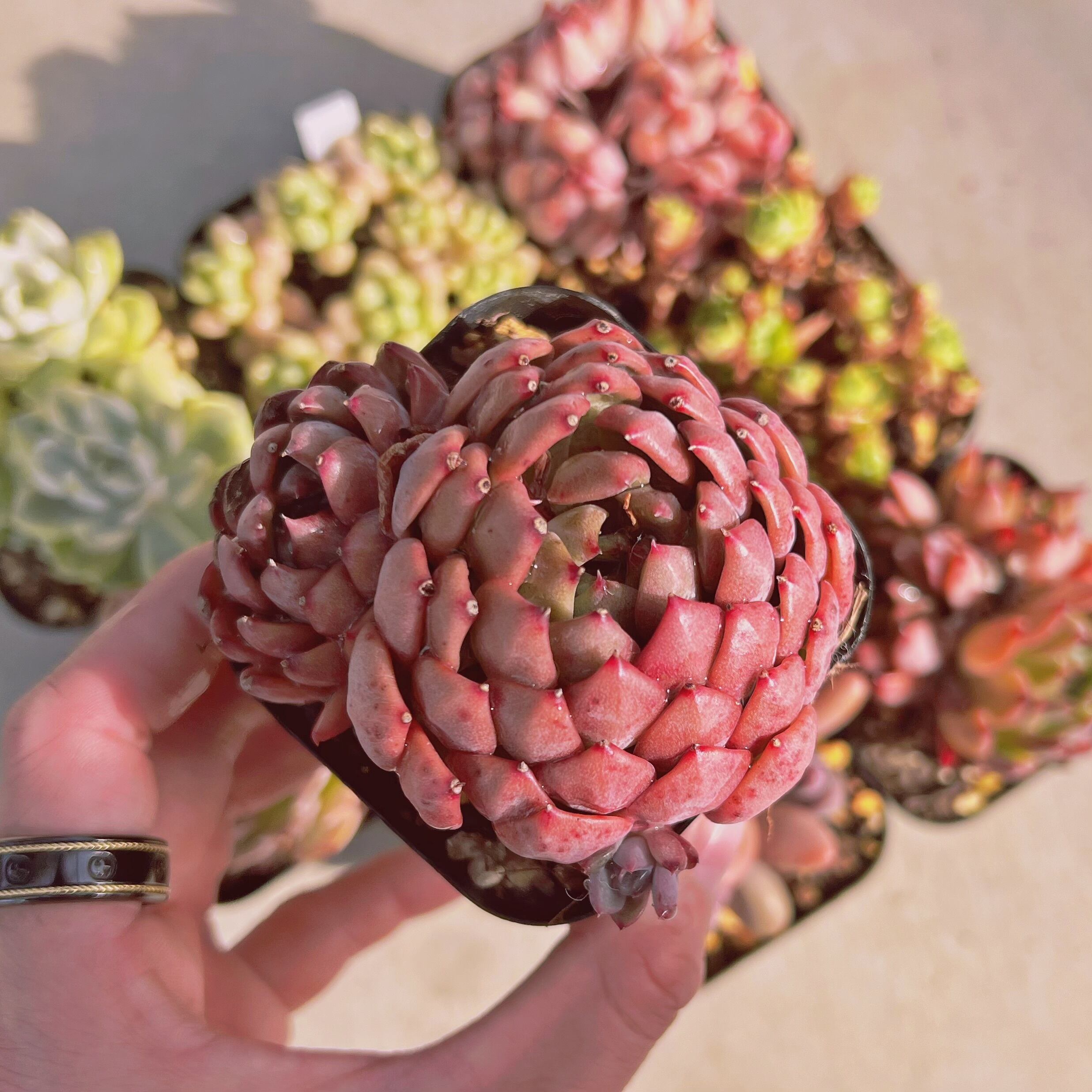 セットJ(るる農園base販売会)