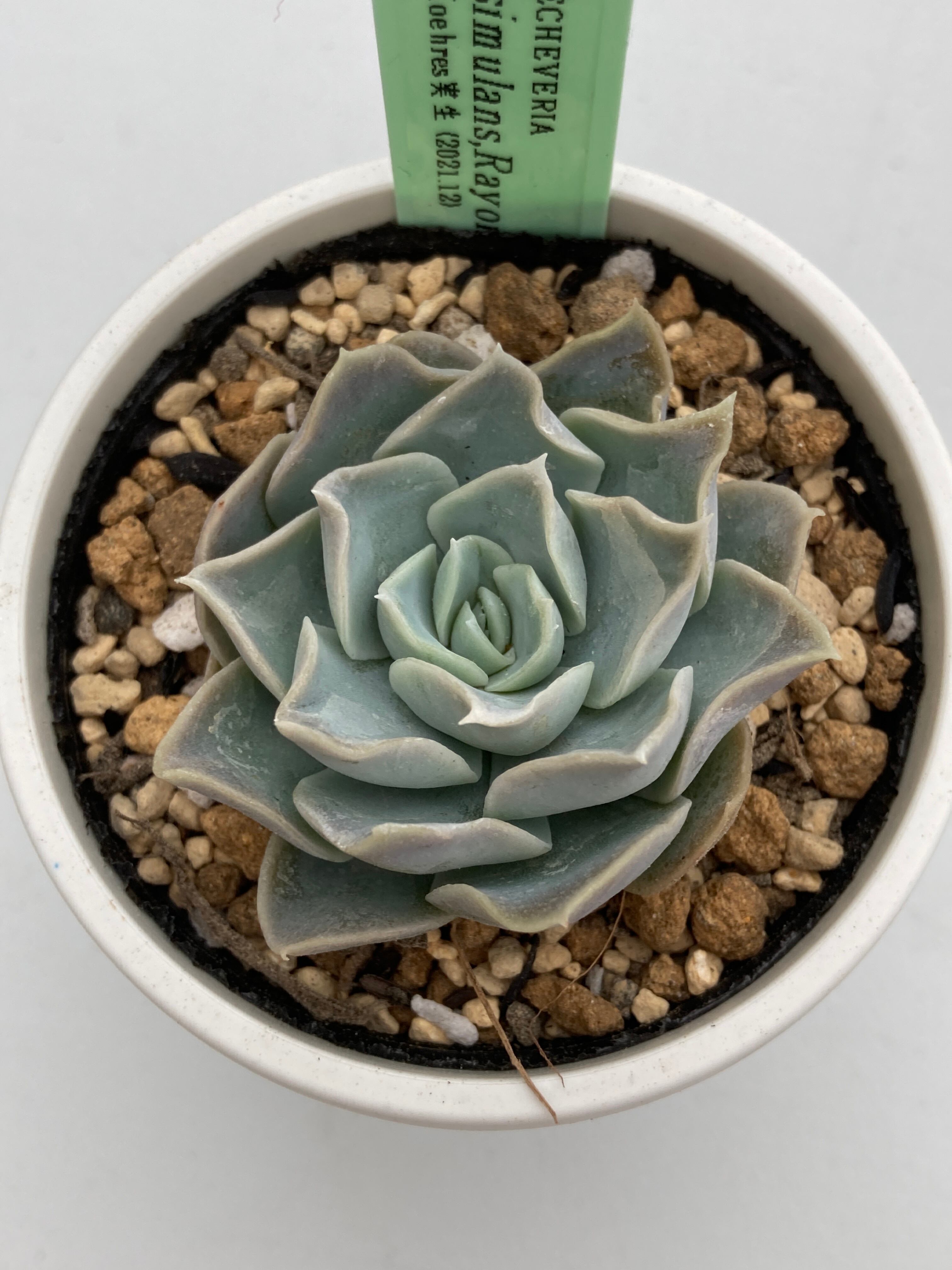 現物商品】ECHEVERIA simulans,Rayones 原種 実生苗 | 多肉植物研究所