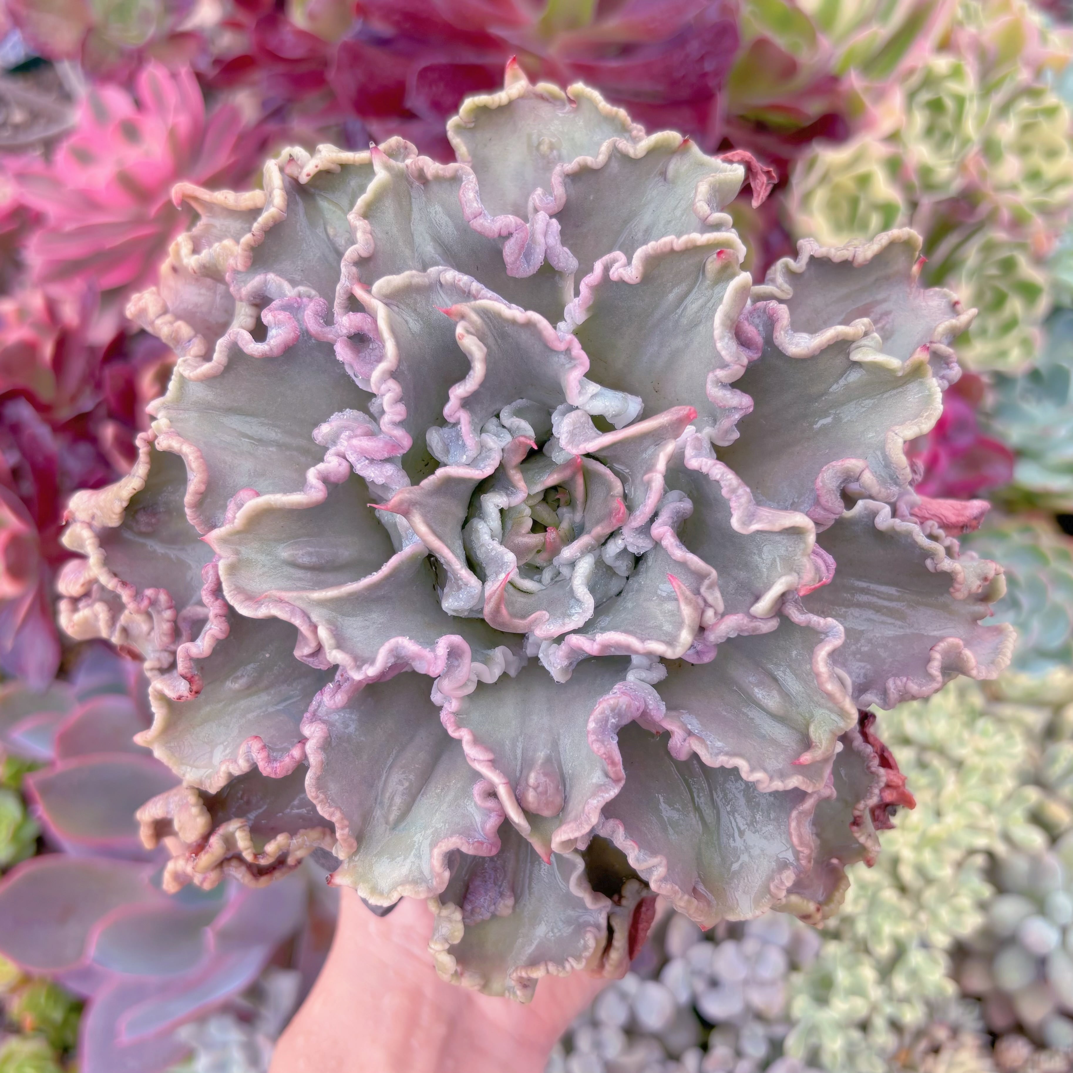 現品　コブマディバ#F248　大苗　るる農園