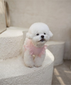 予約【coco chien】Purity T-shirt (Cropped)